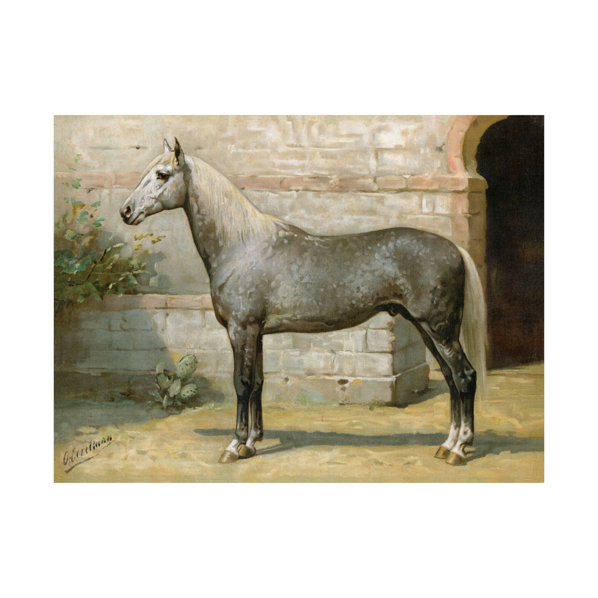 Algerian Horse- Eerelman Collection