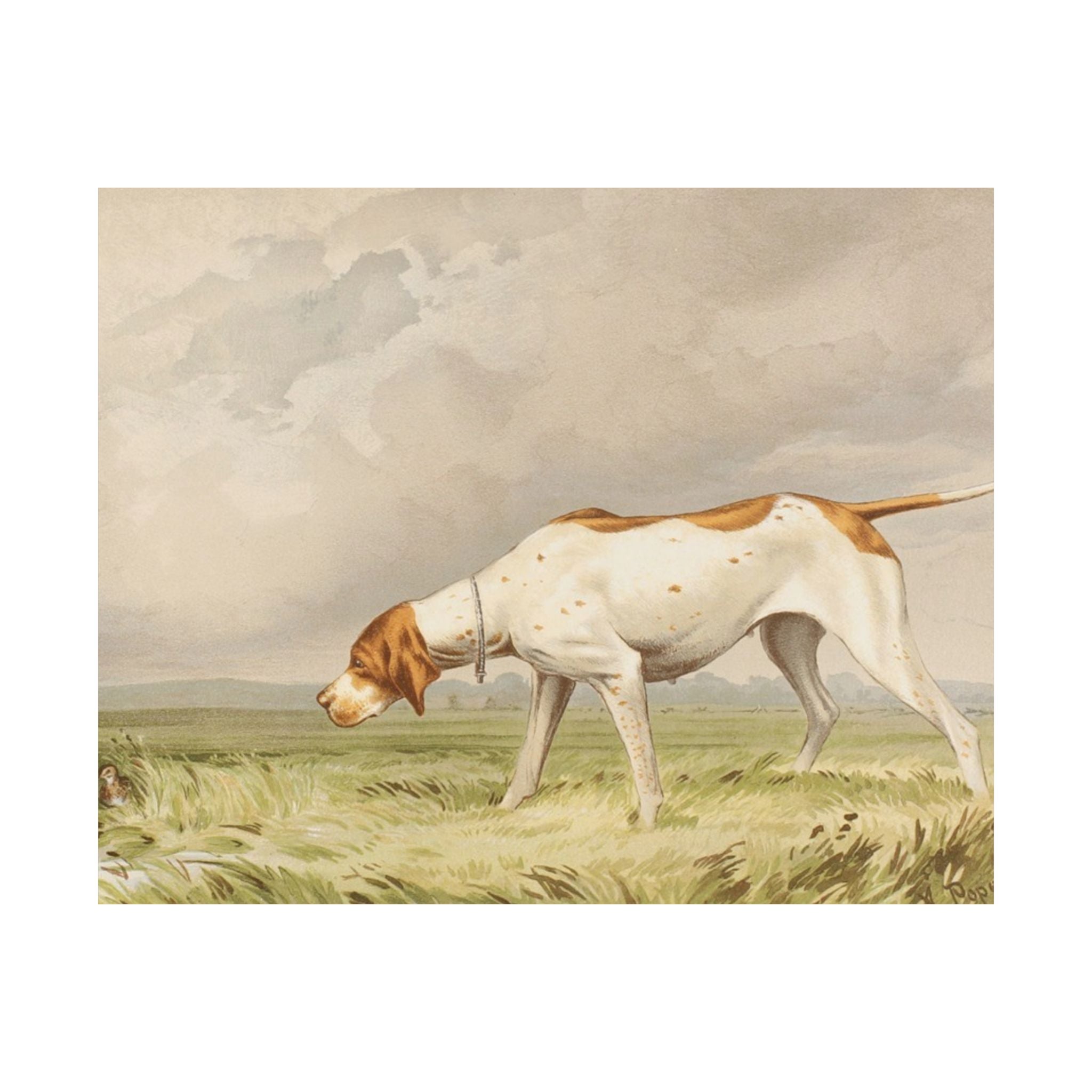 Pointer- Pope Collection