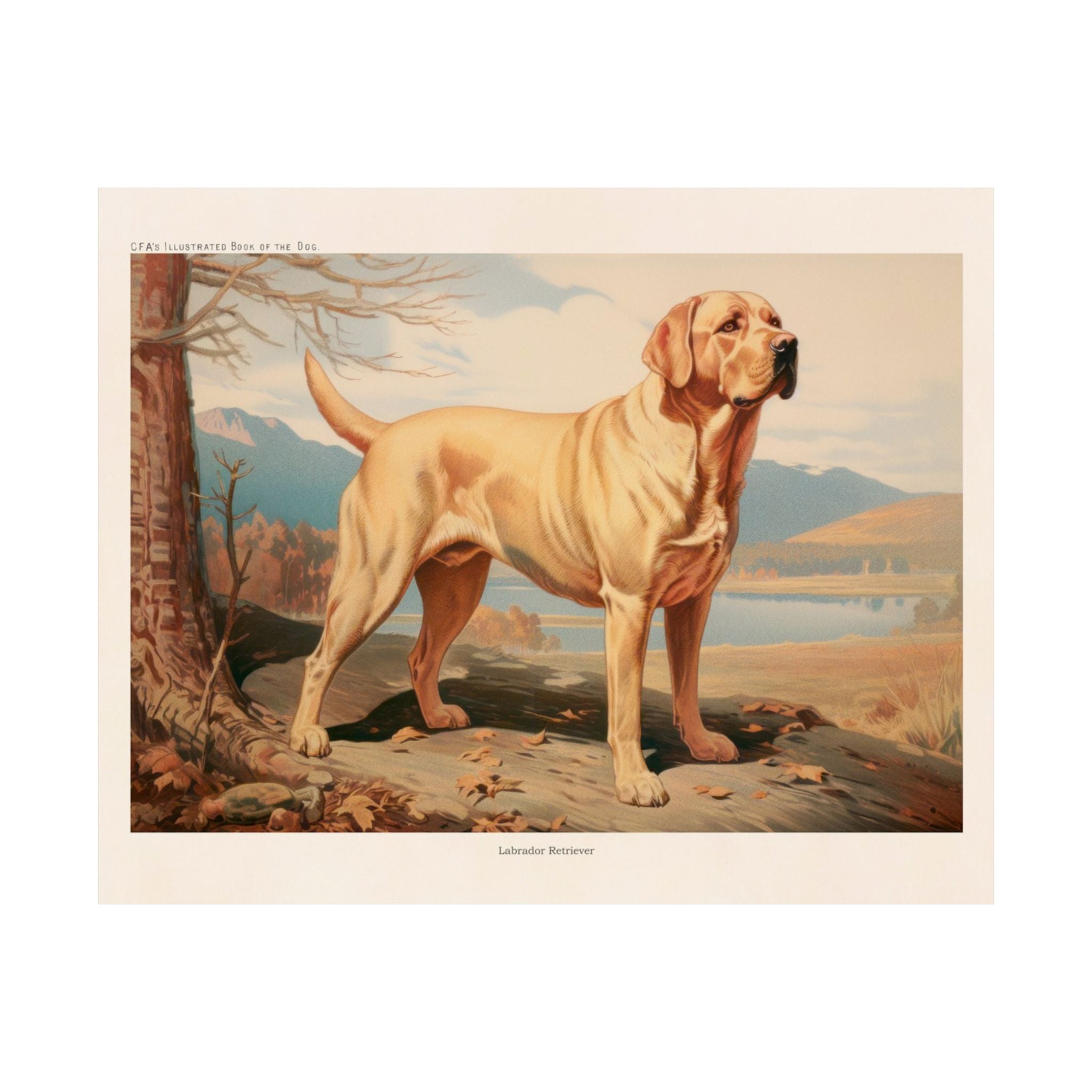 Labrador Retriever 1- CFA Edition
