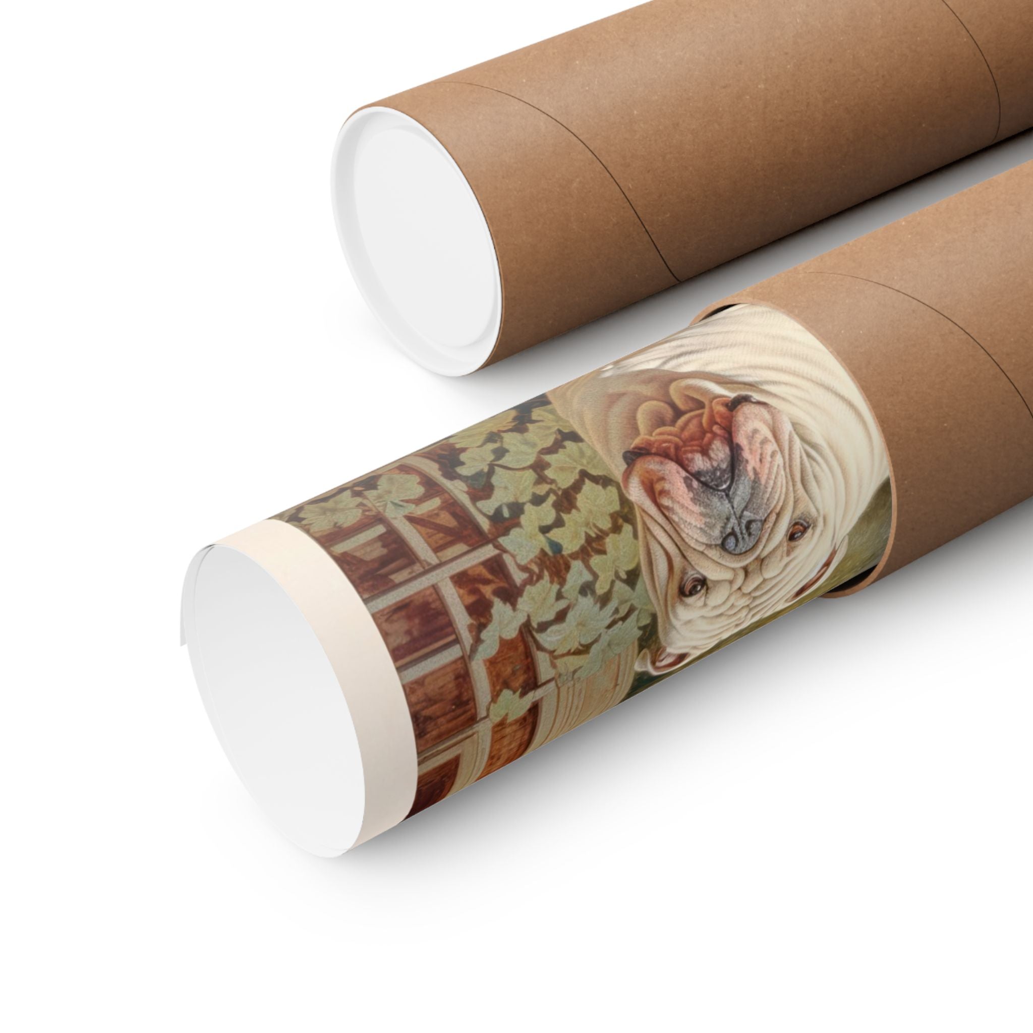 English Bulldog 2- CFA Edition