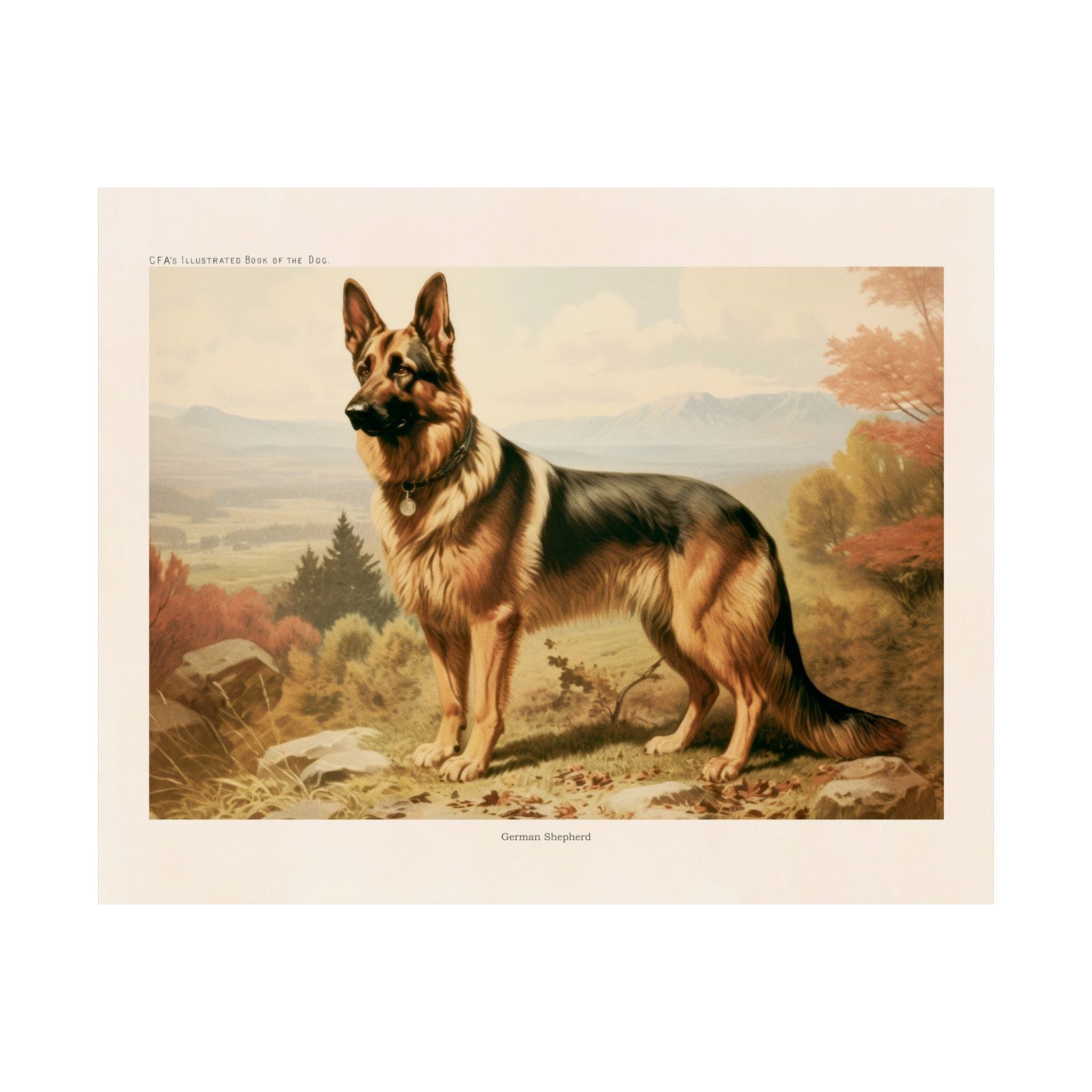 German Shepherd- CFA Edition