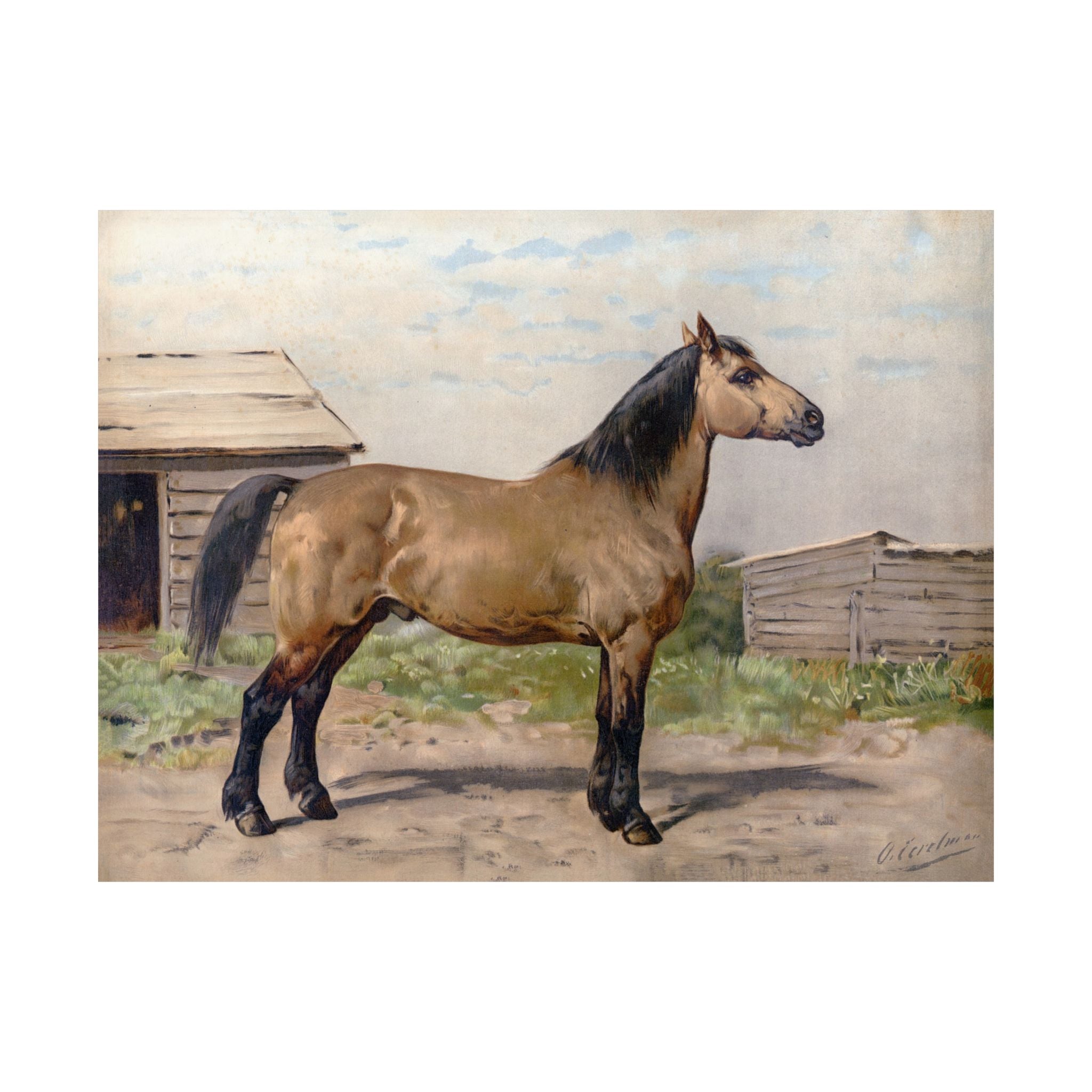 Canadian Horse- Eerelman Collection