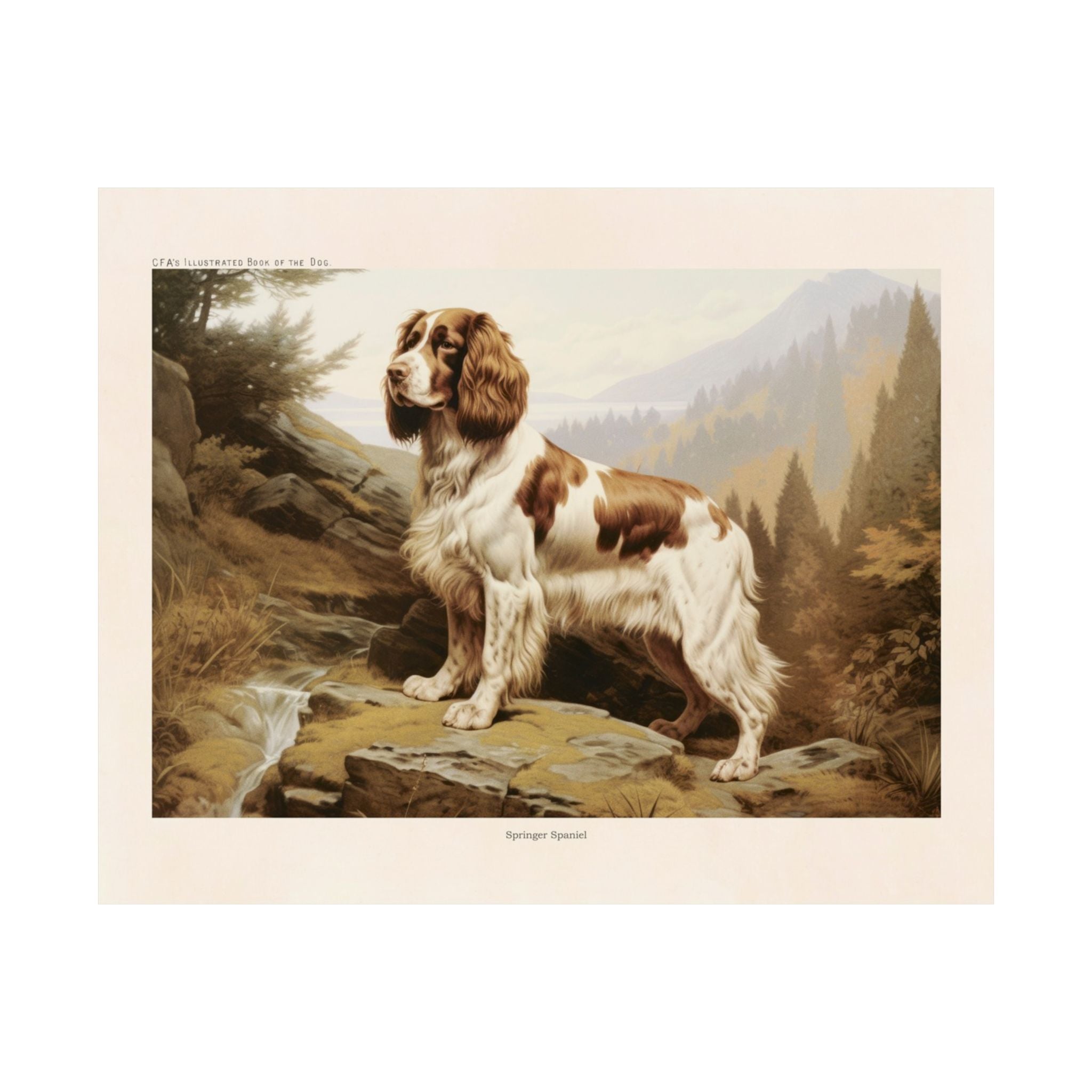 Britany Spaniel 1- CFA Edition