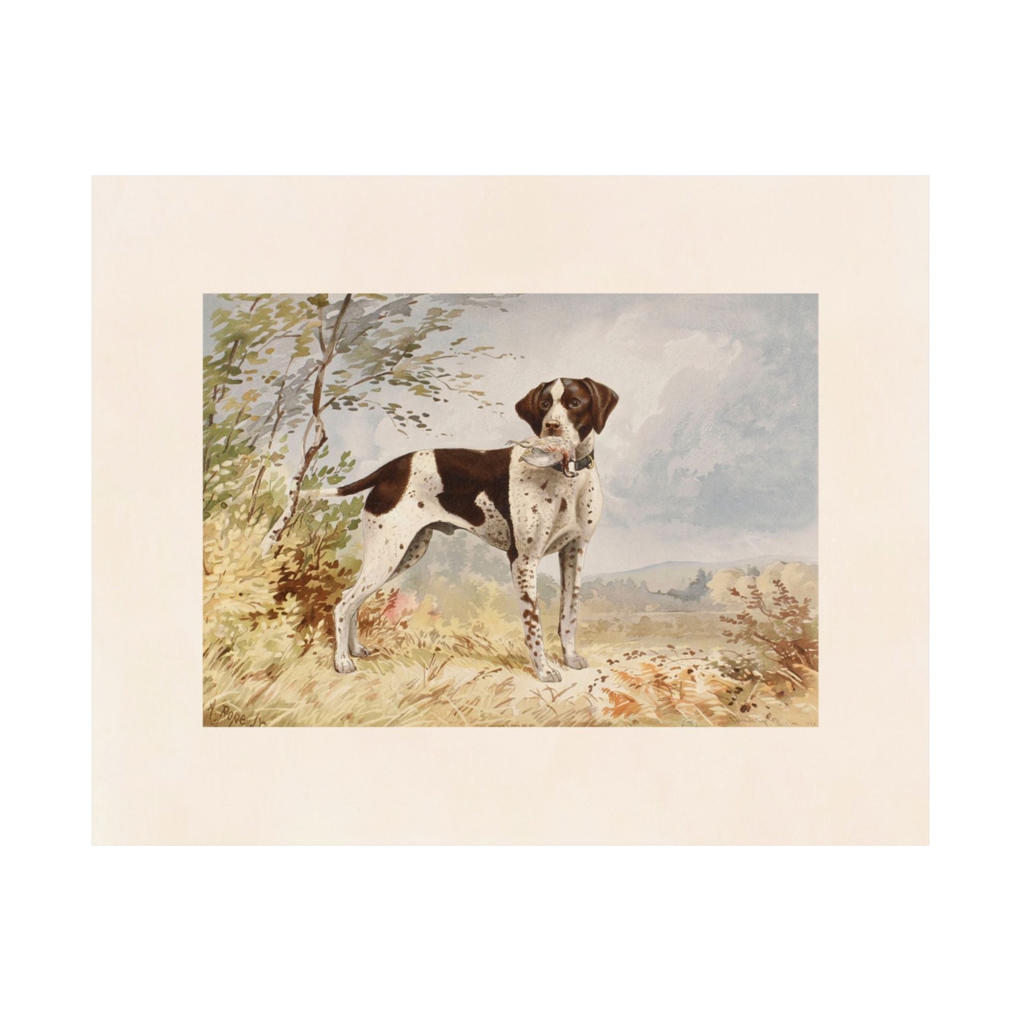 Native Pointer- Pope Collection