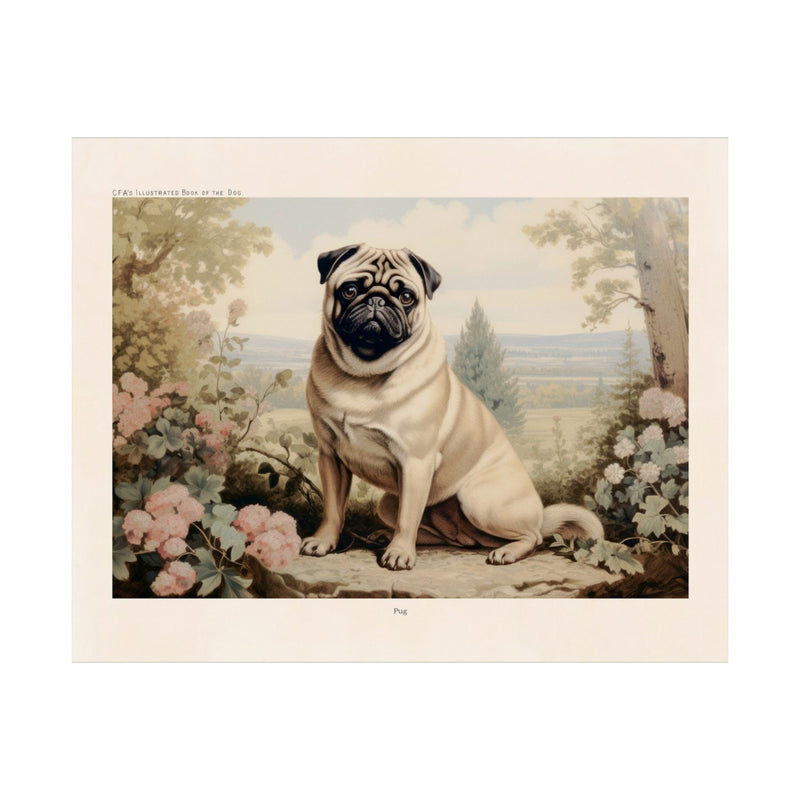 Pug- CFA Edition