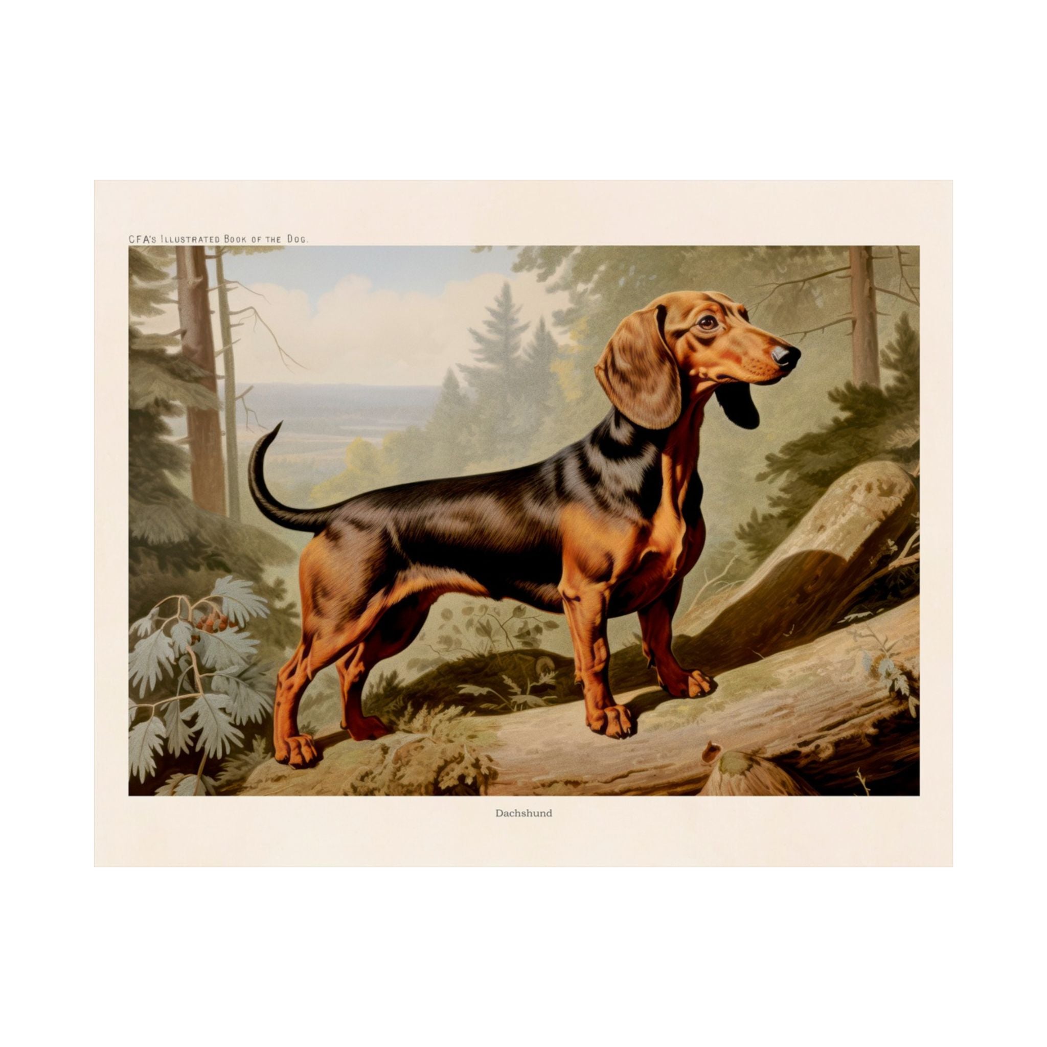 Dachshund 2- CFA Edition