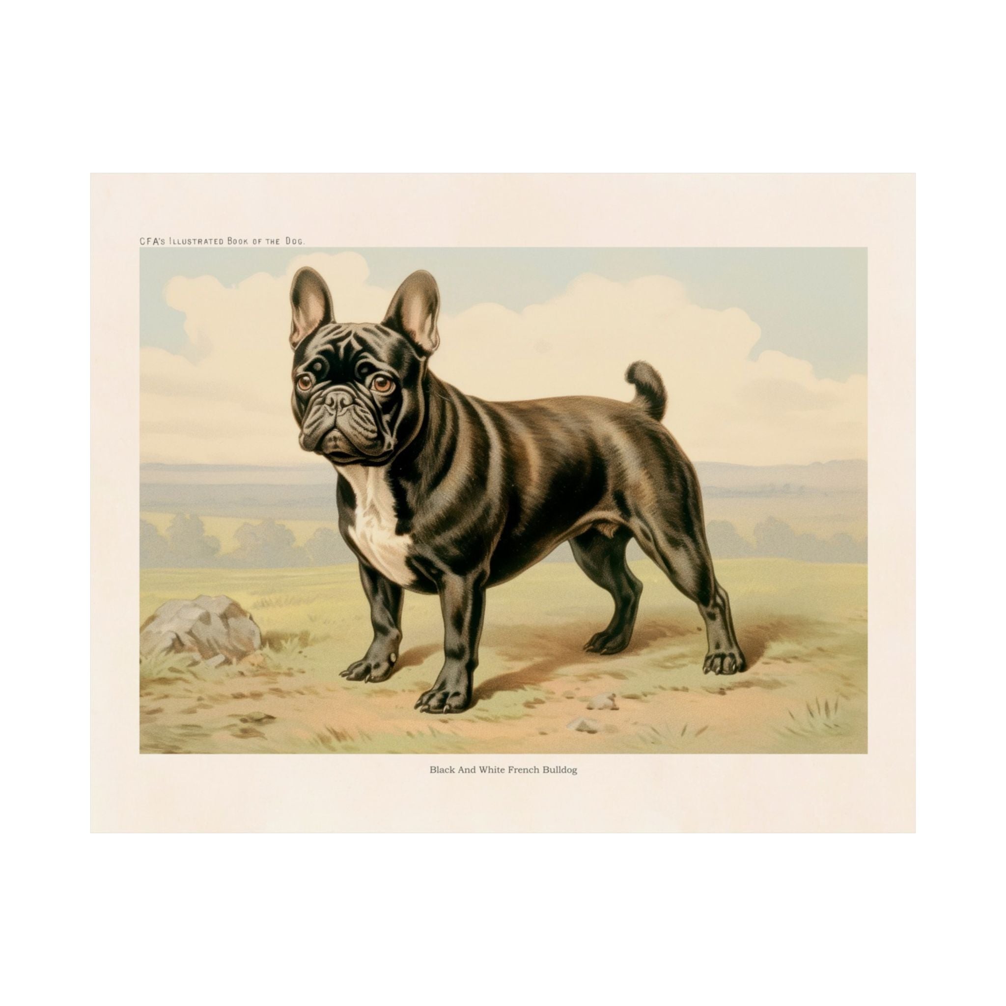 French Bulldog 1- CFA Edition