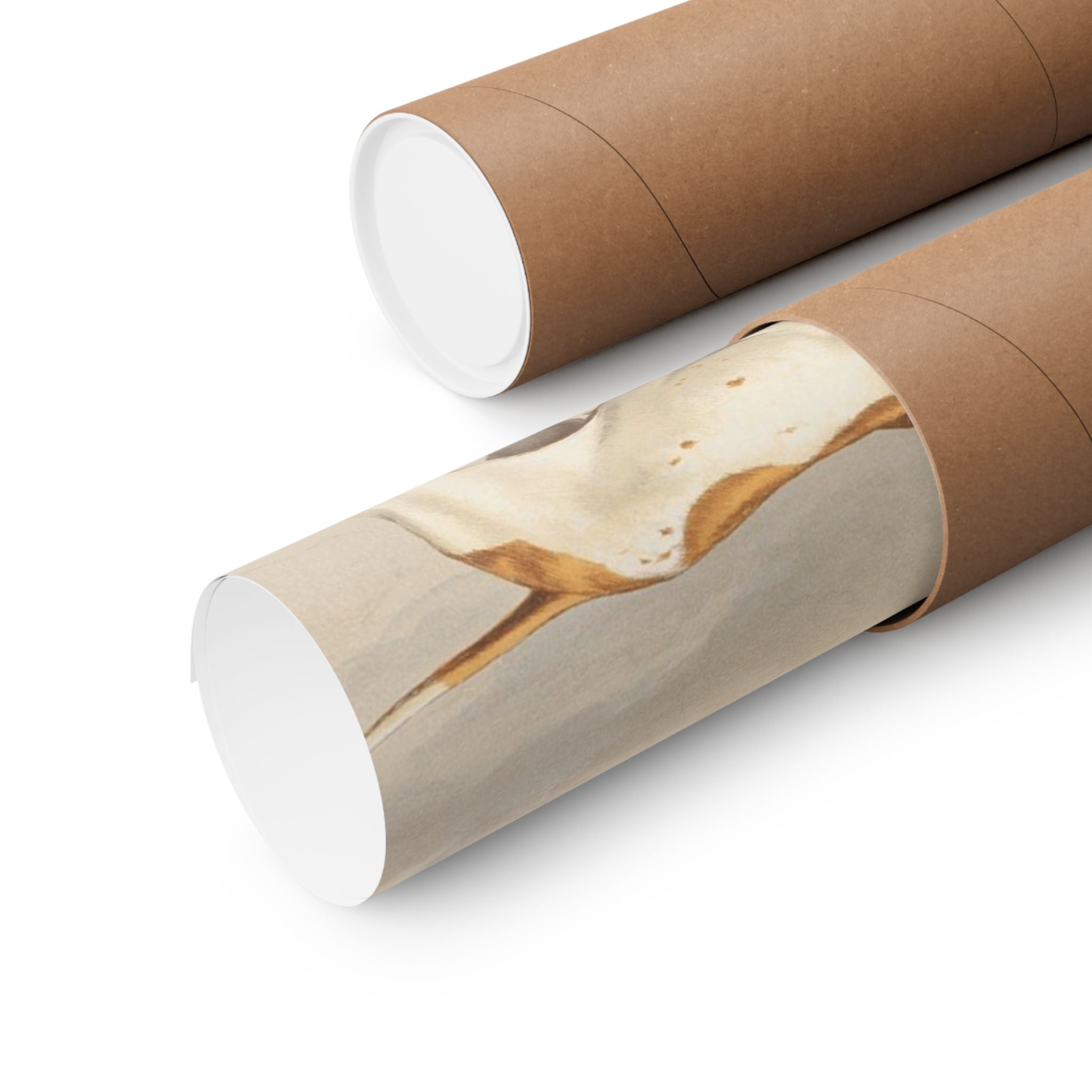 Pointer- Pope Collection