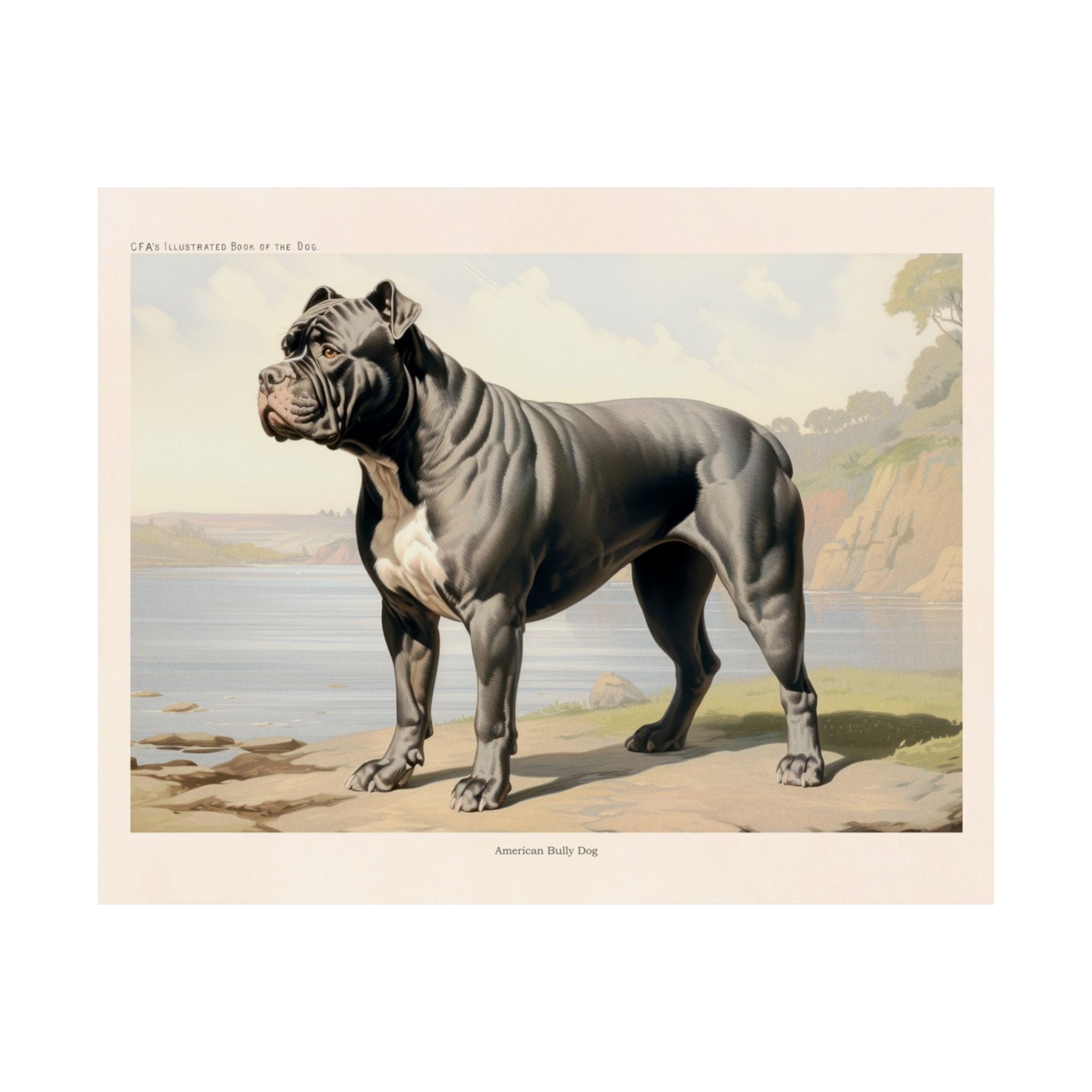 American Bully Dog 3- CFA Edition