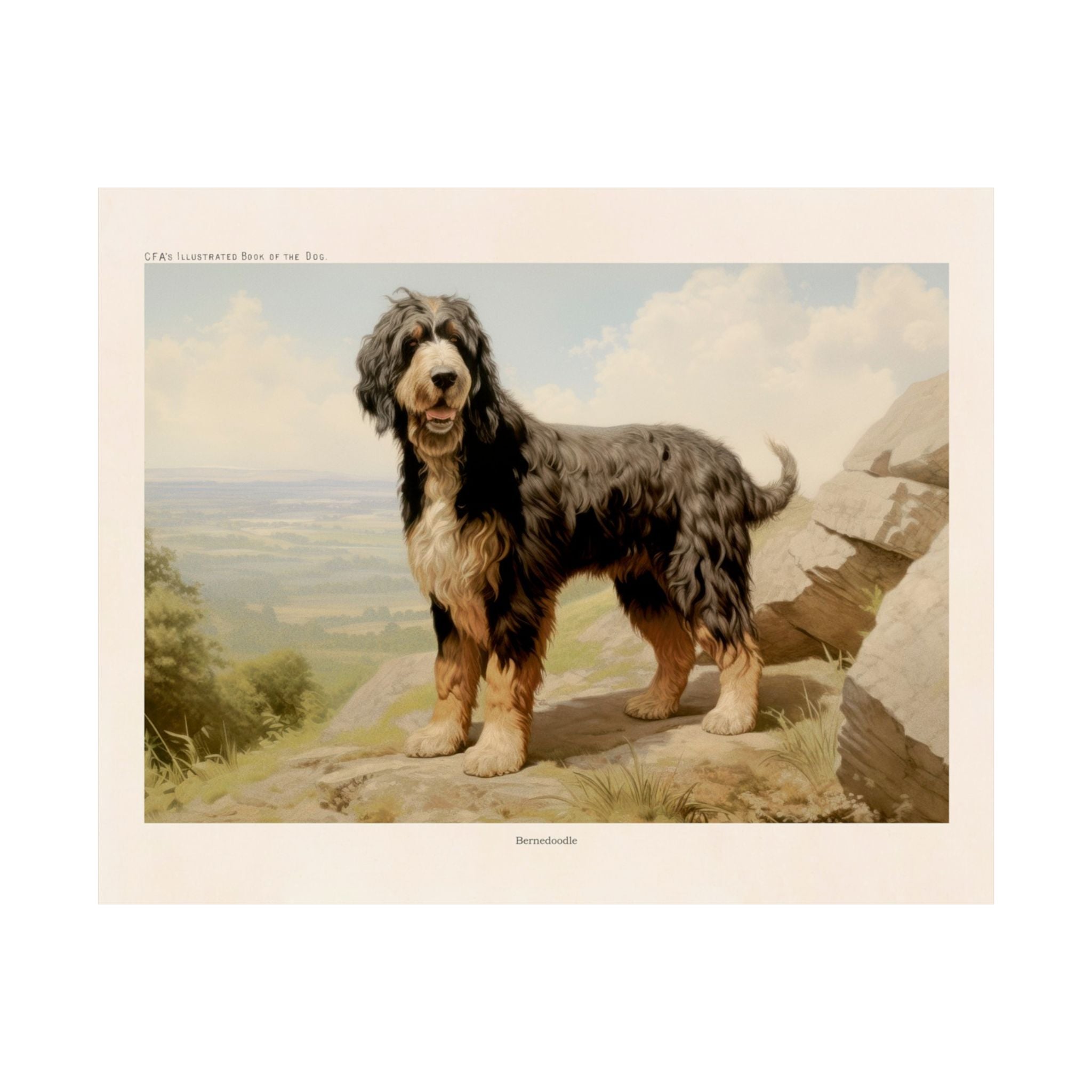 Bernedoodle 3- CFA Edition