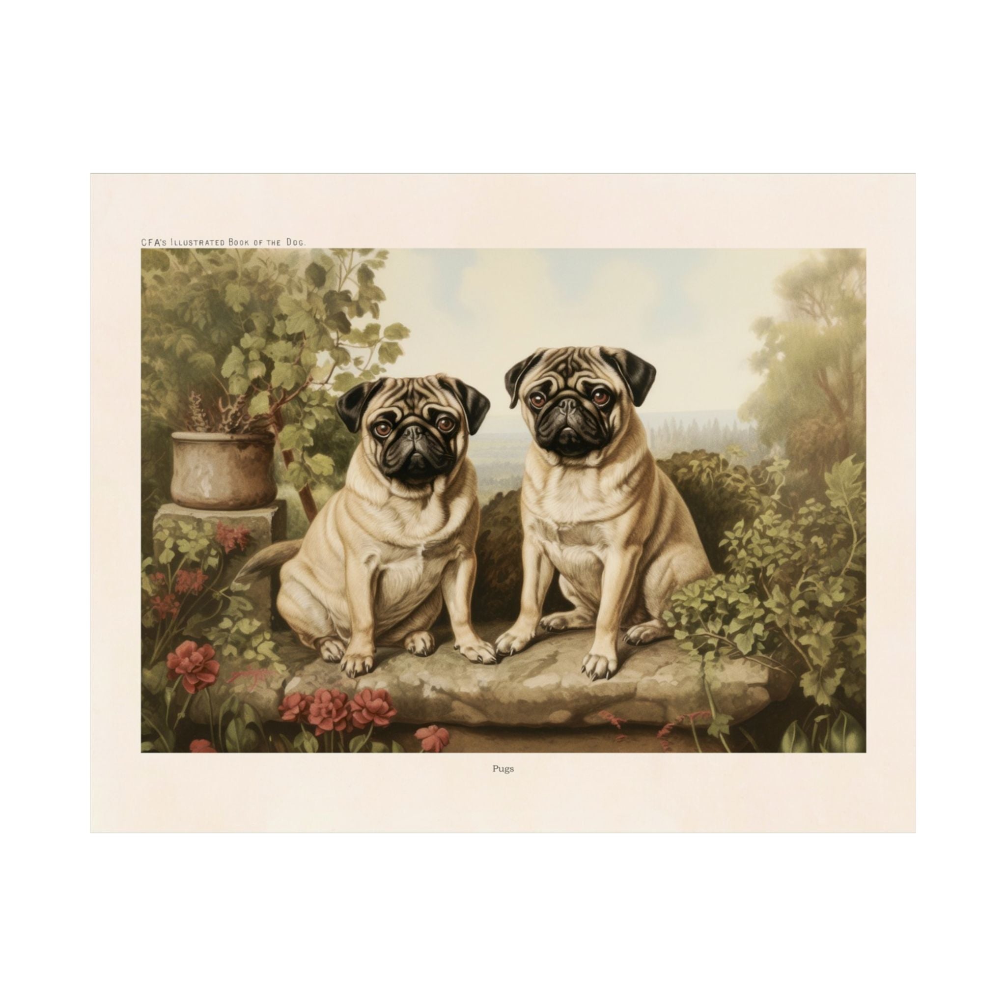 Pug Dogs- CFA Edition