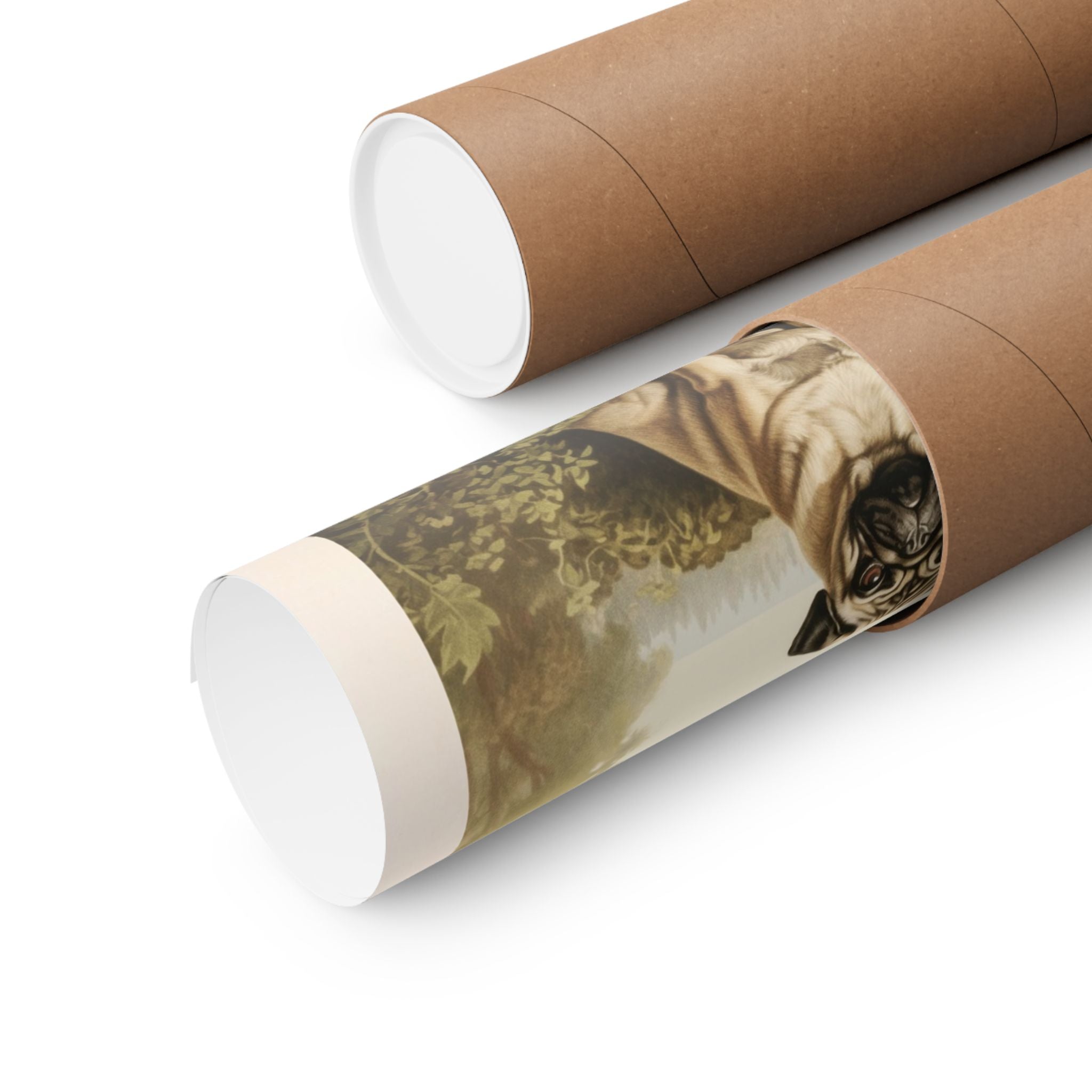 Pug Dogs- CFA Edition