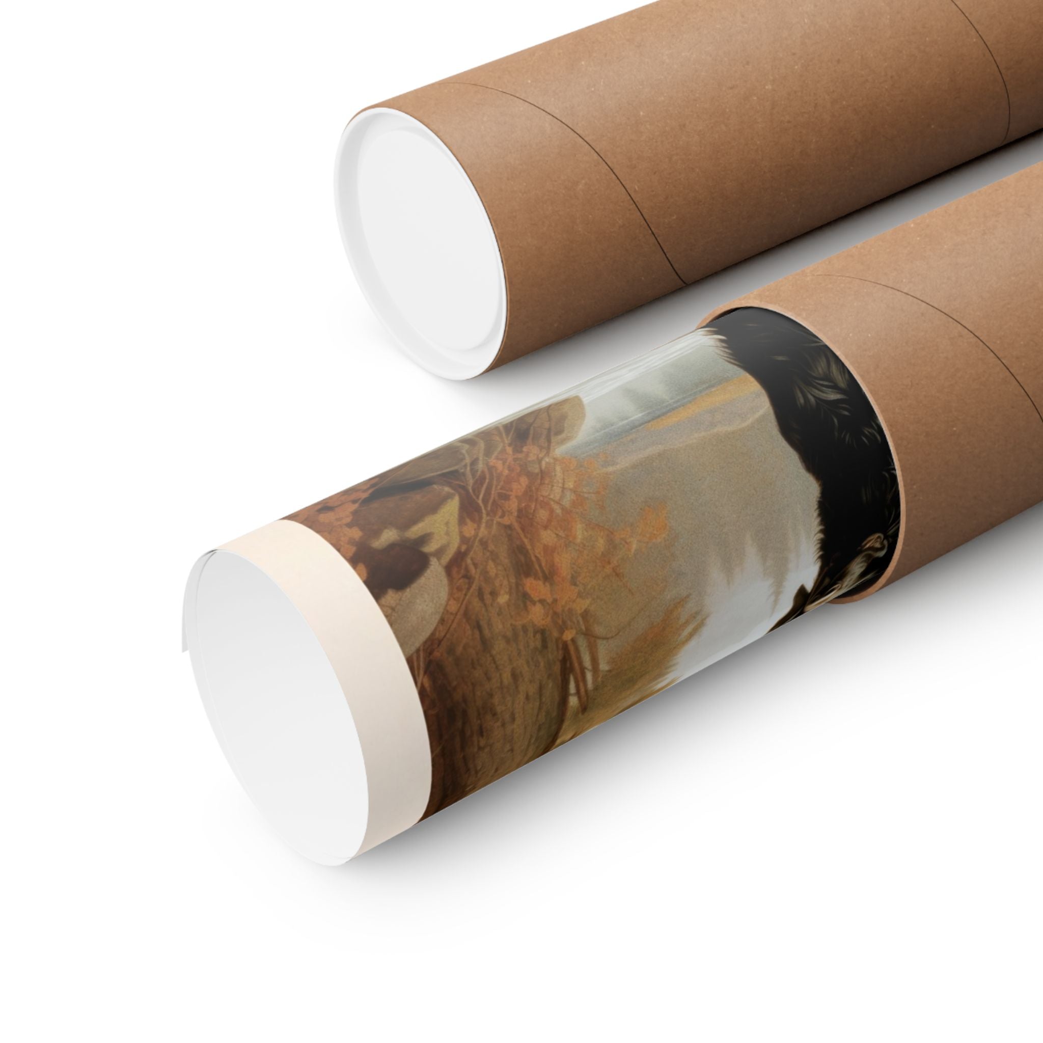 Black Retriever- CFA Edition