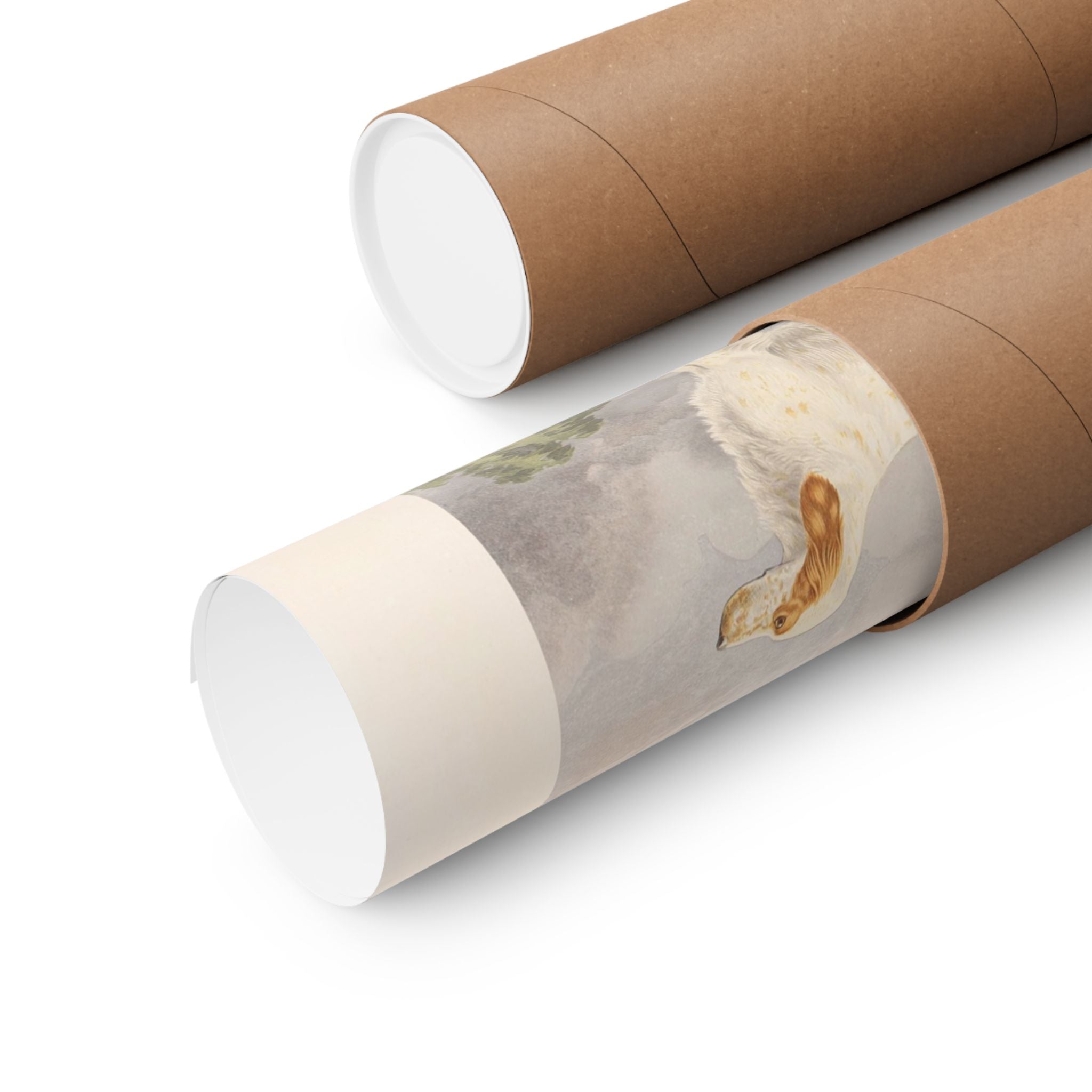 Llewellin Setter Dog- Pope Collection