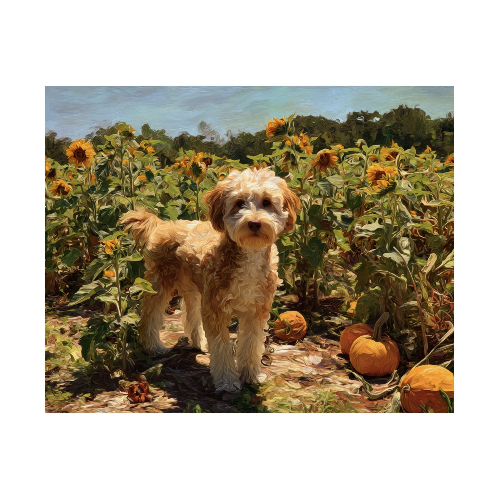 Aussiedoodle 1- Sunflower Season Collection