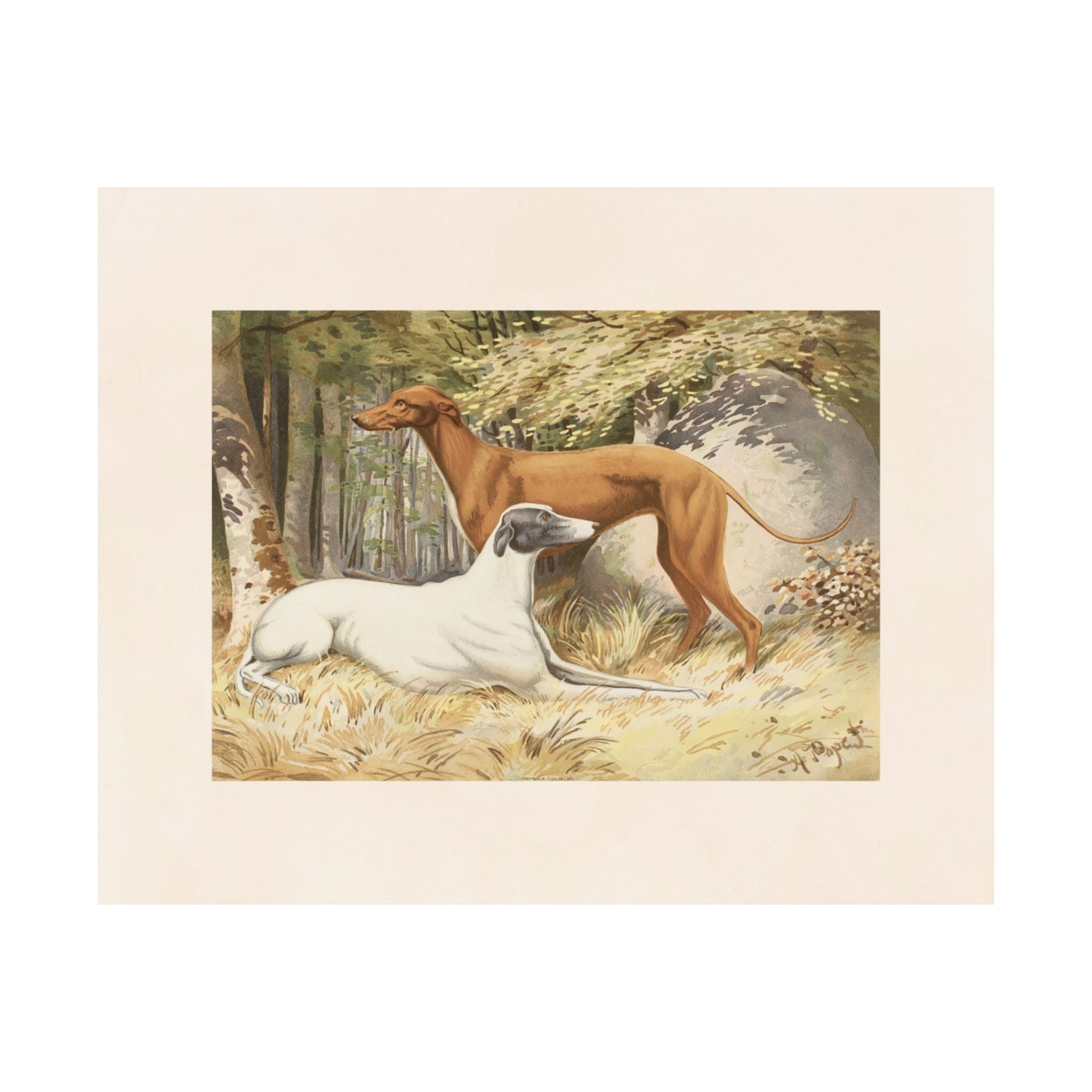 Greyhounds- Pope Collection