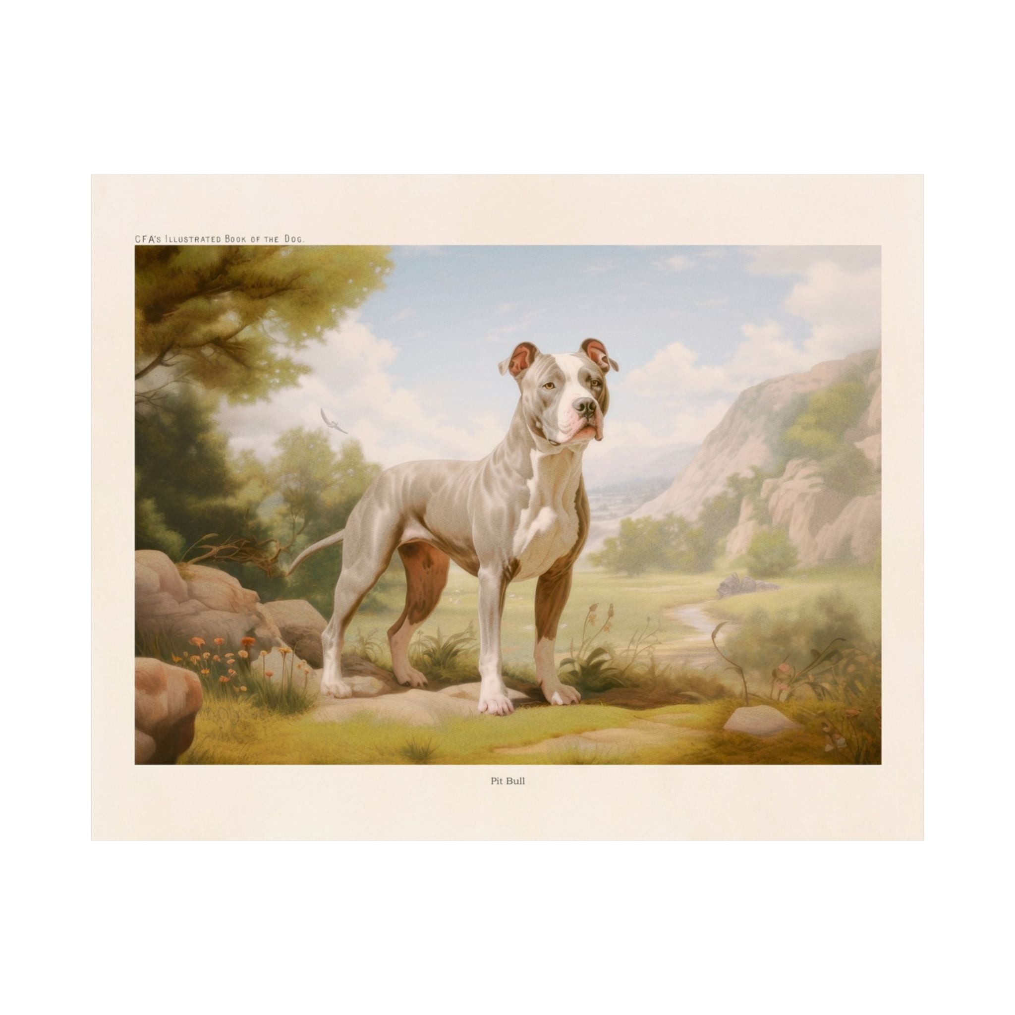 Pit Bull 3- CFA Edition