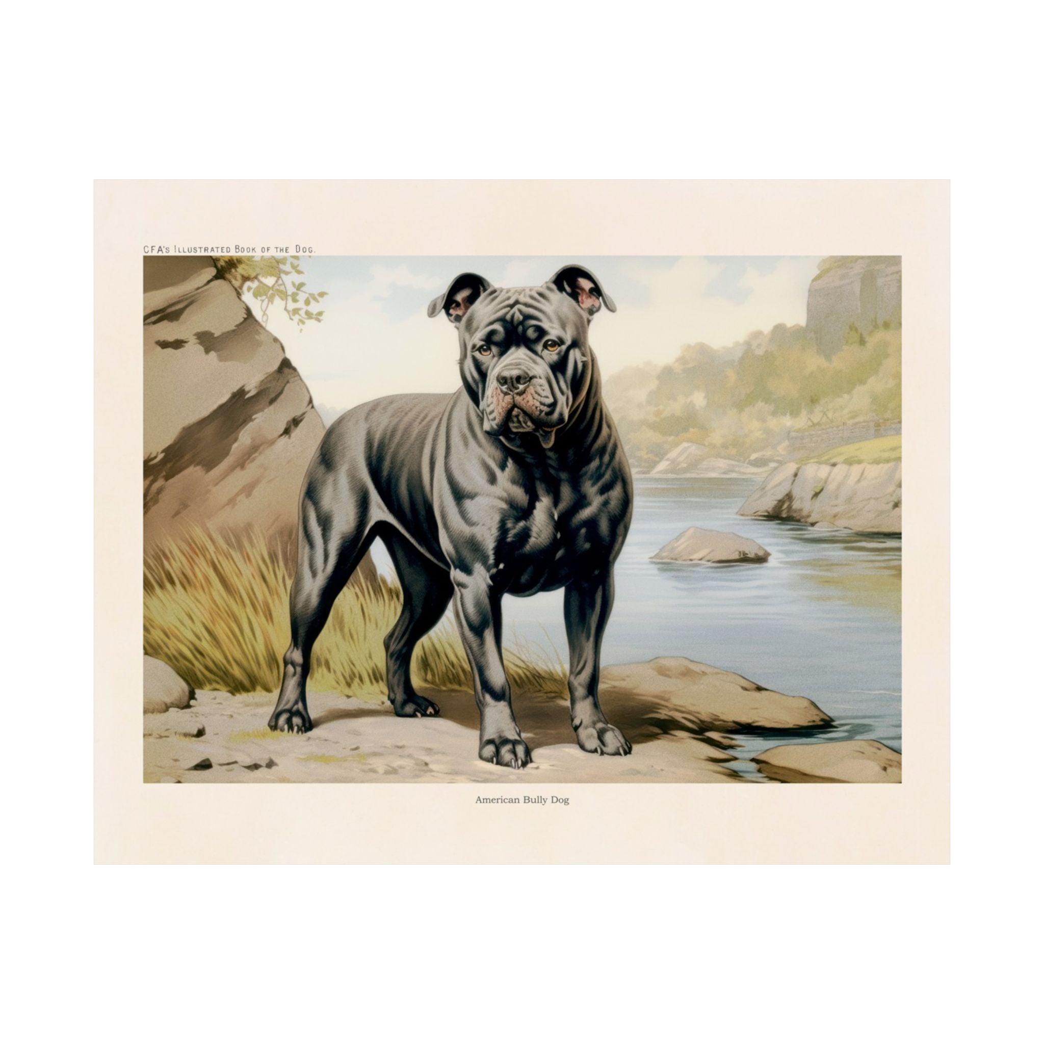 American Bully Dog 2- CFA Edition