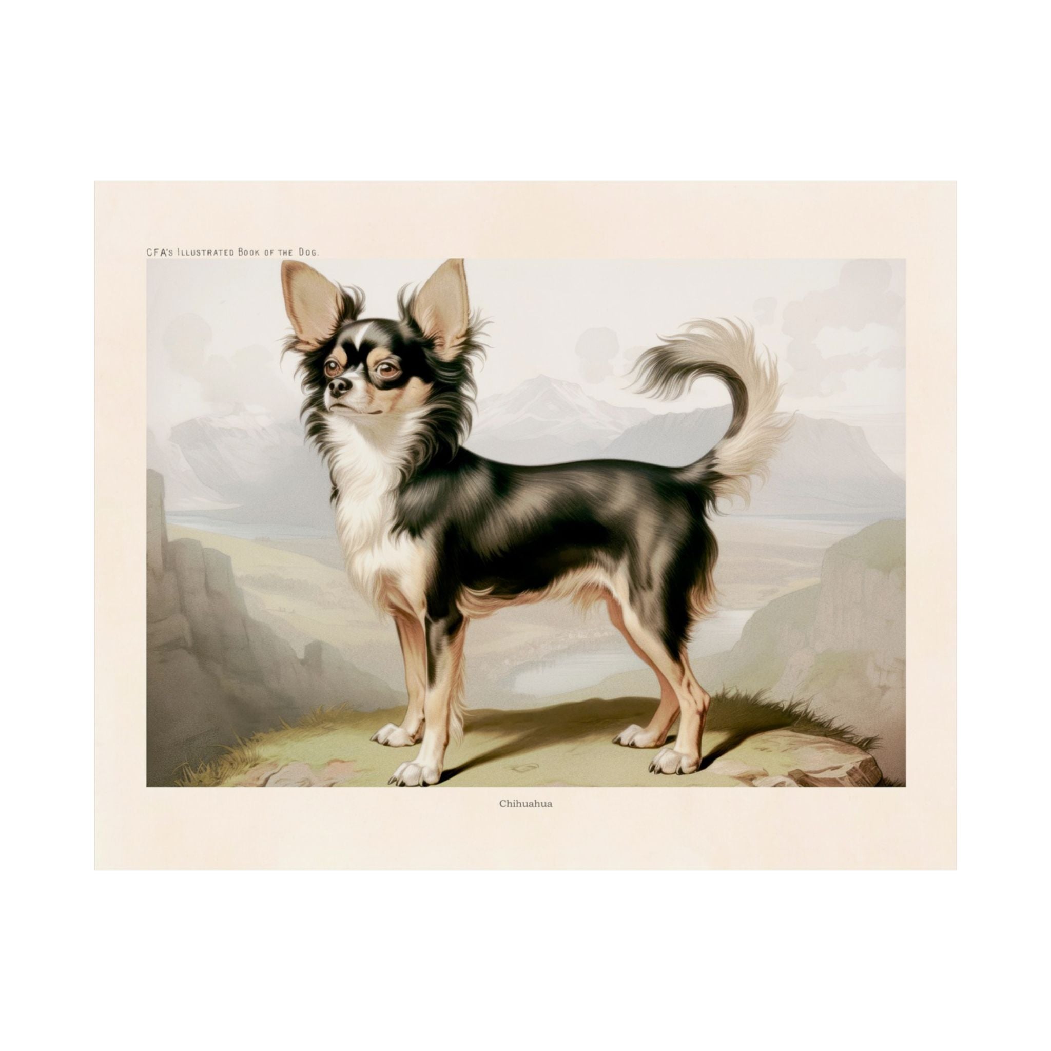 Chihuahua 2- CFA Edition