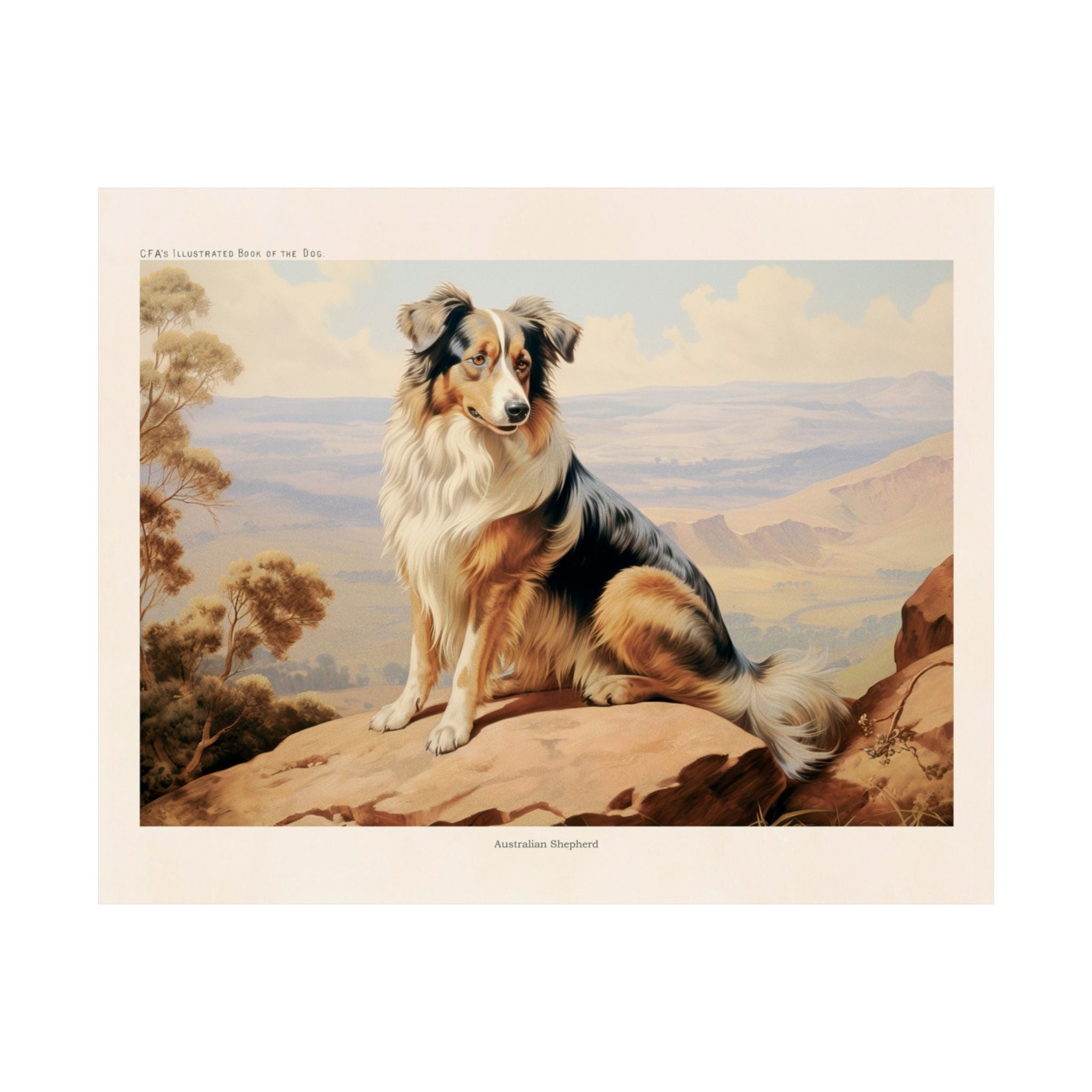 Australian Shepherd Dog- CFA Edition