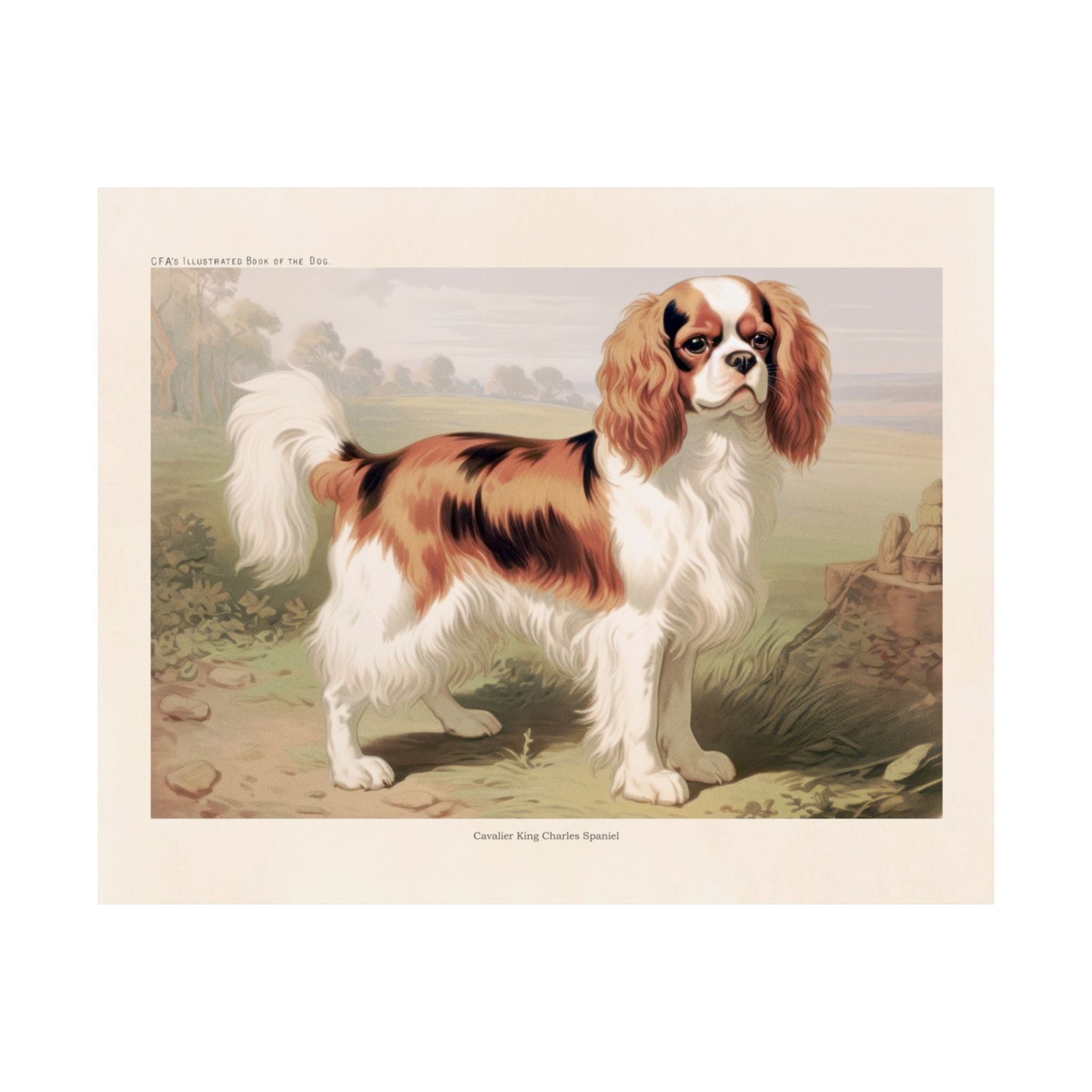 Cavalier King Charles Spaniel 4- CFA Edition