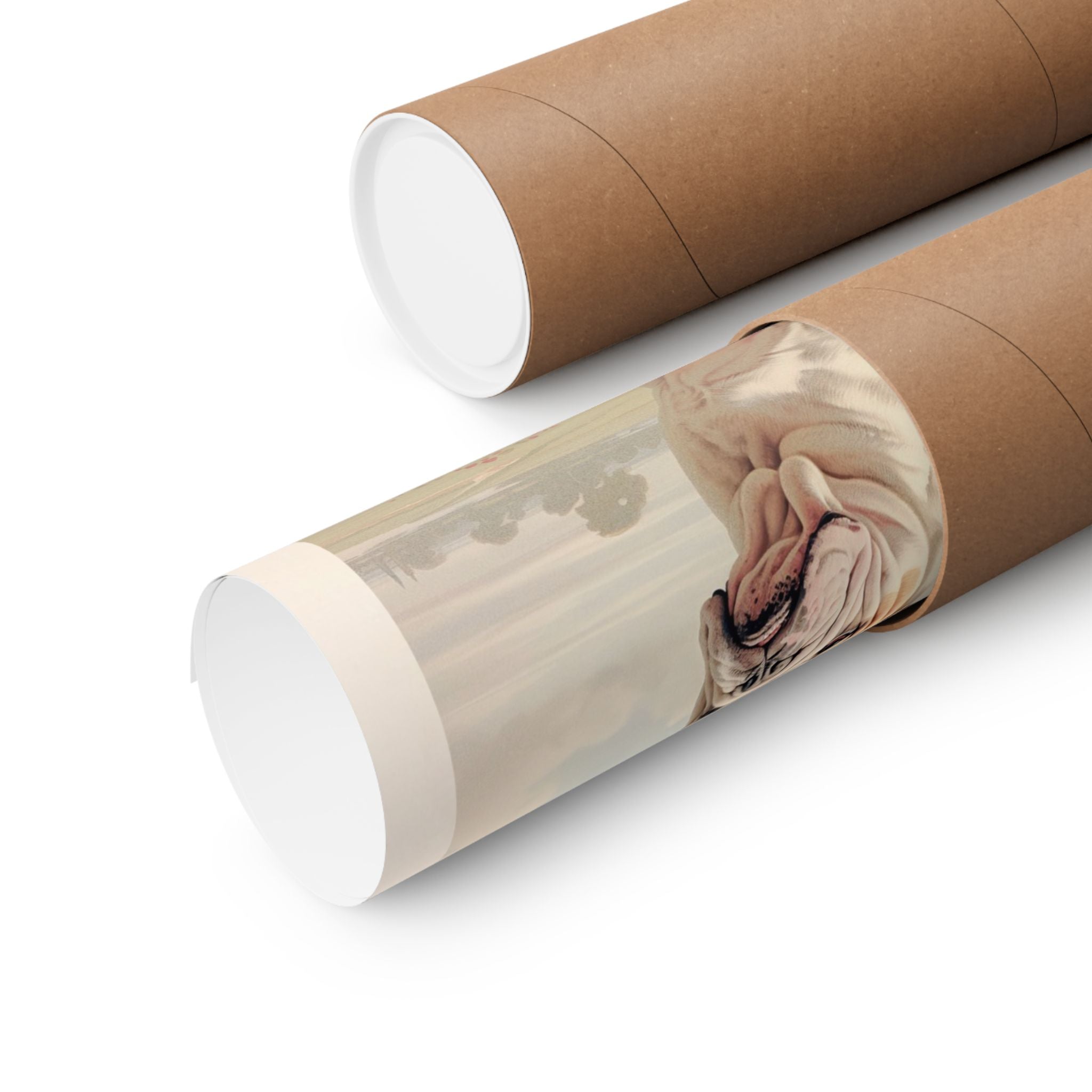 English Bulldog 4- CFA Edition