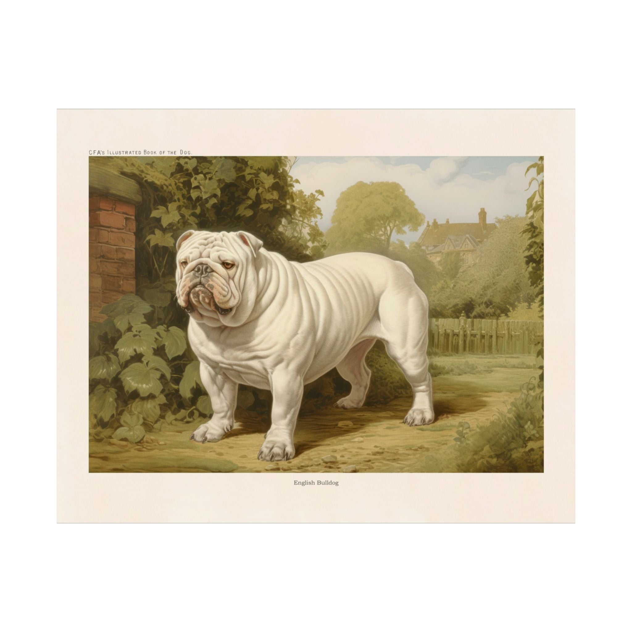 English Bulldog 1- CFA Edition