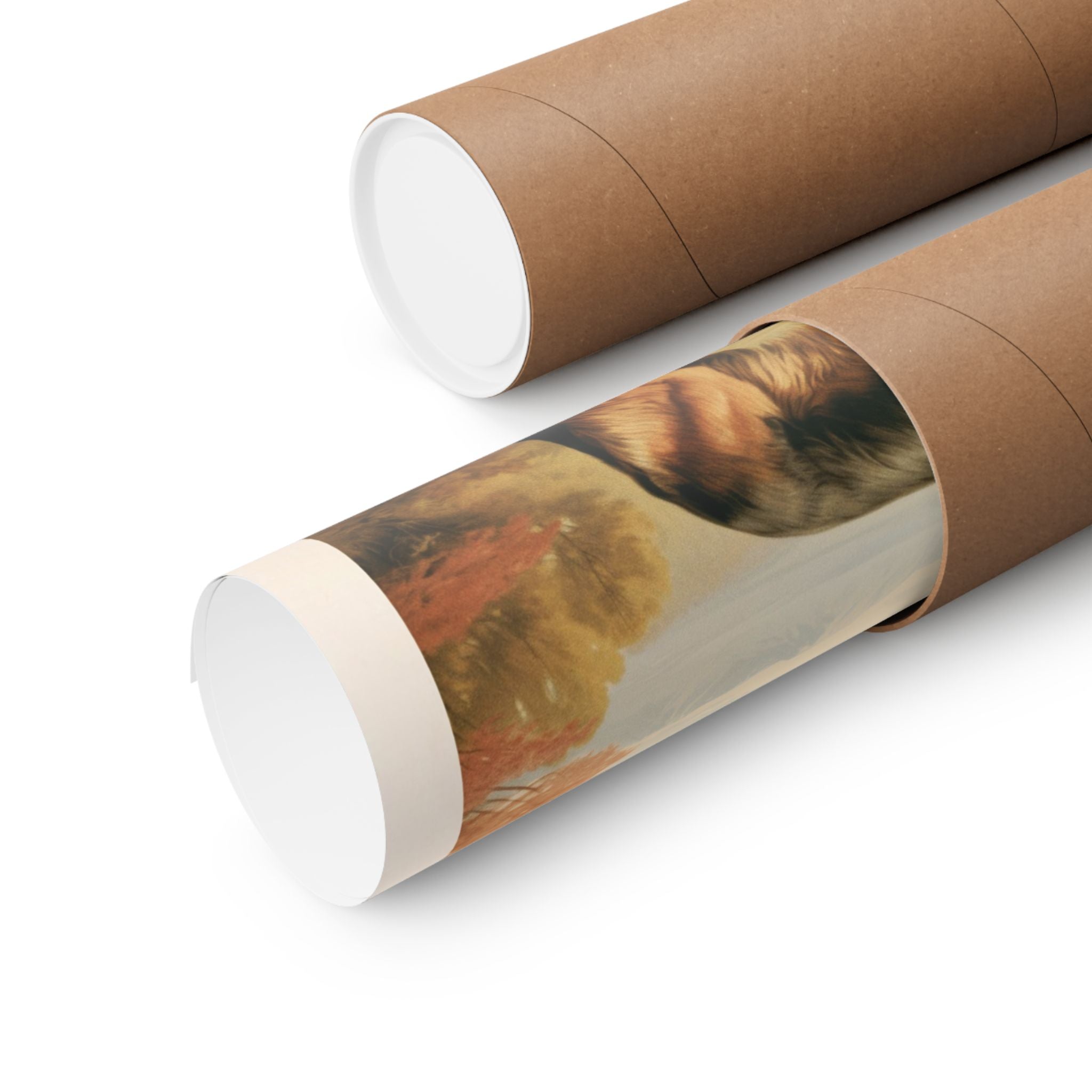 German Shepherd- CFA Edition