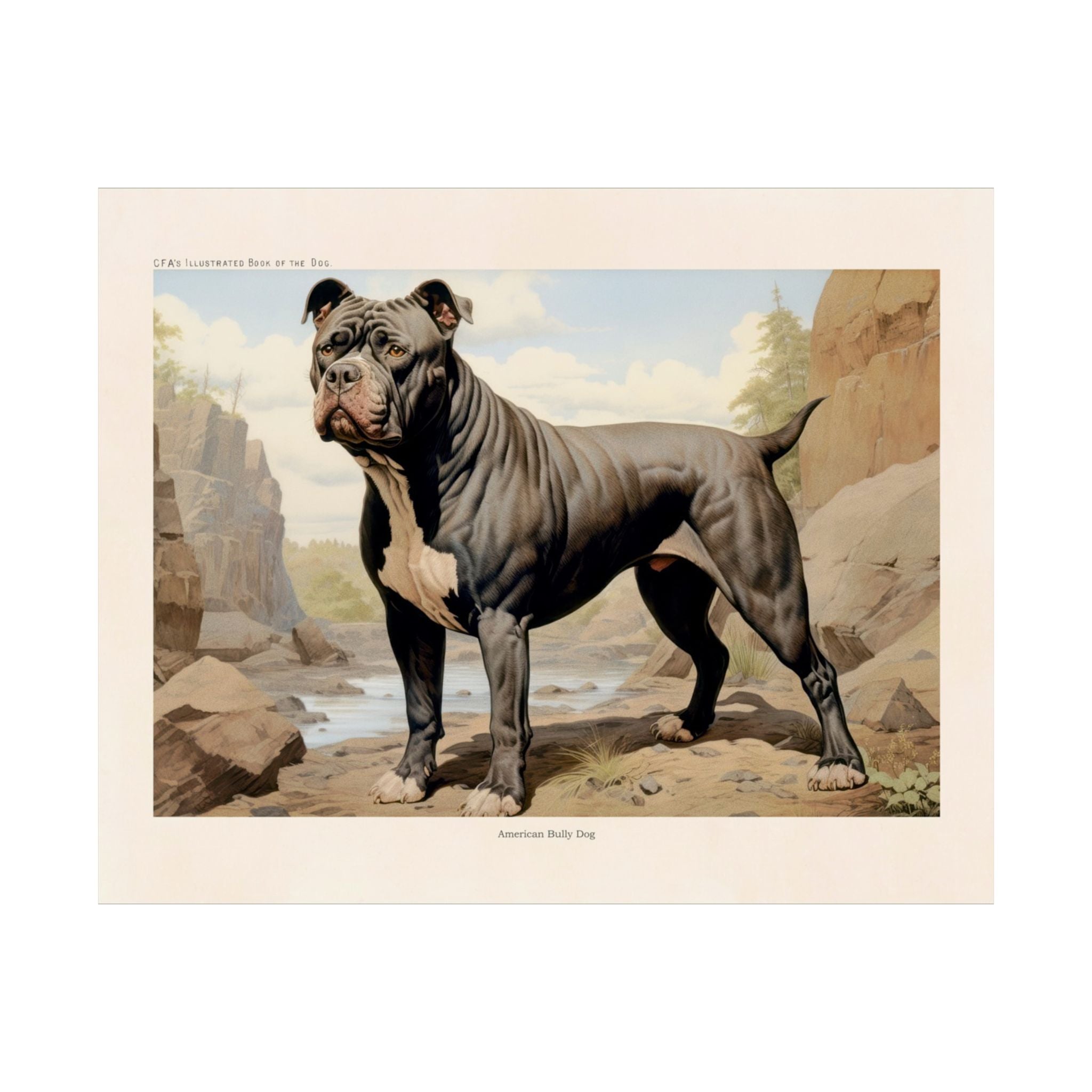 American Bully Dog 1- CFA Edition