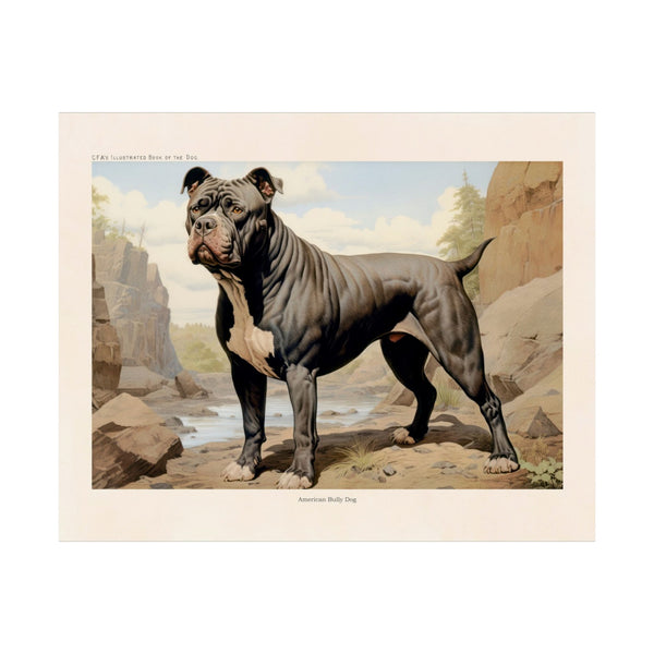 American Bully Dog 1- CFA Edition