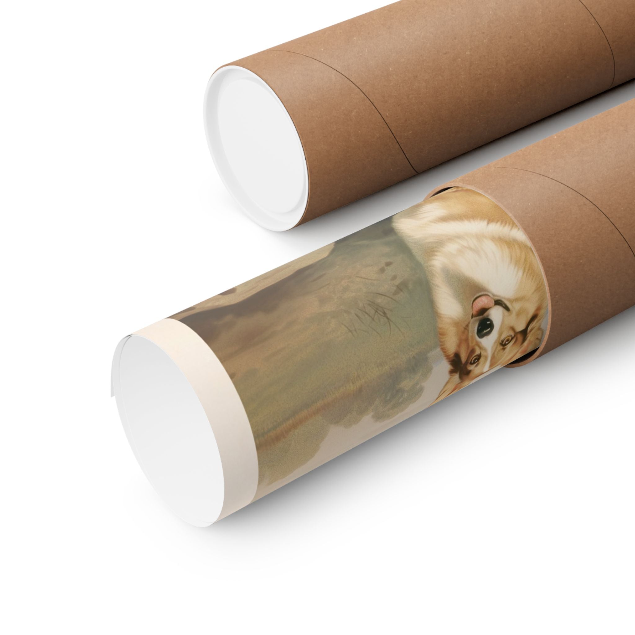 Welsh Corgi 3- CFA Edition