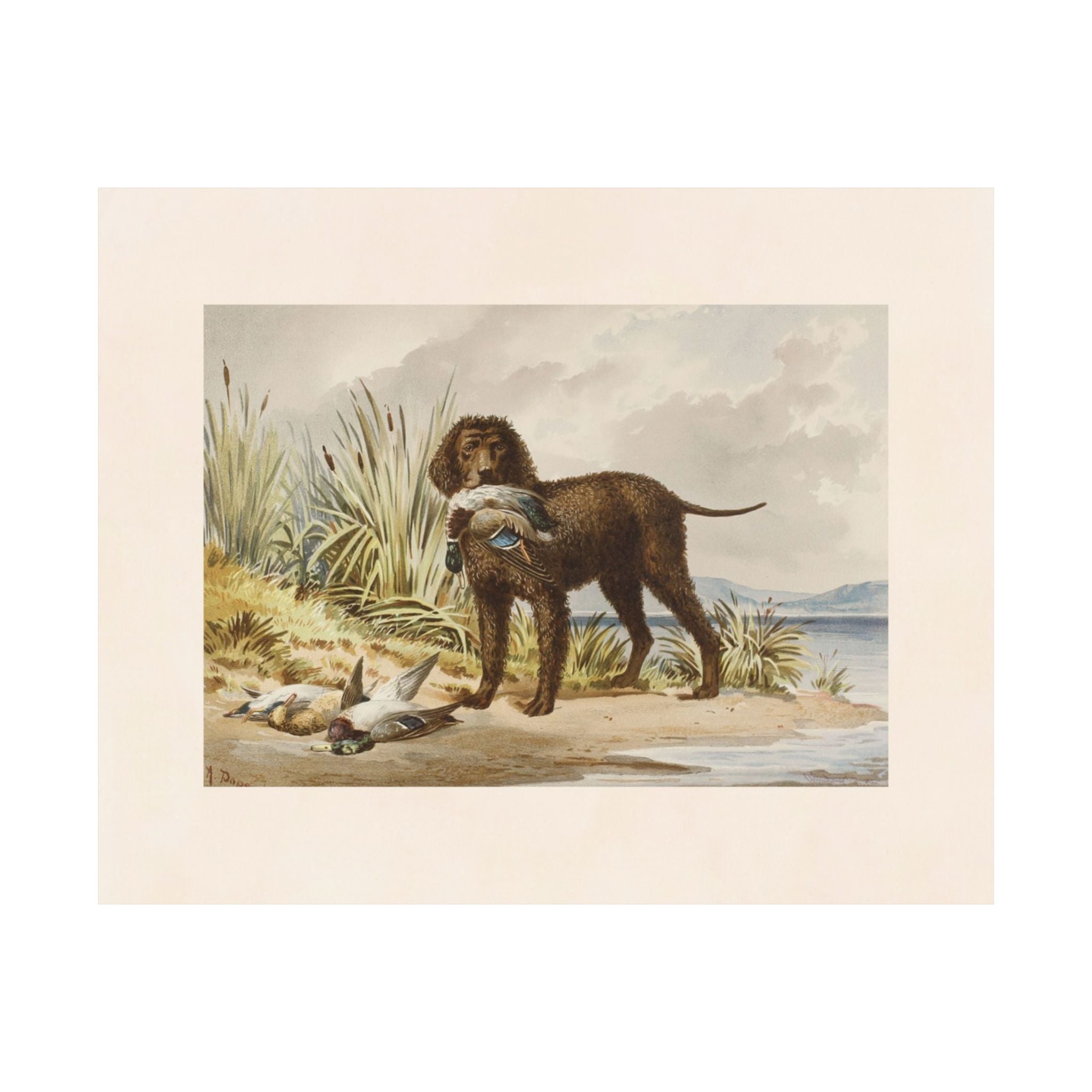 Imported Irish Water Spaniel- Pope Collection