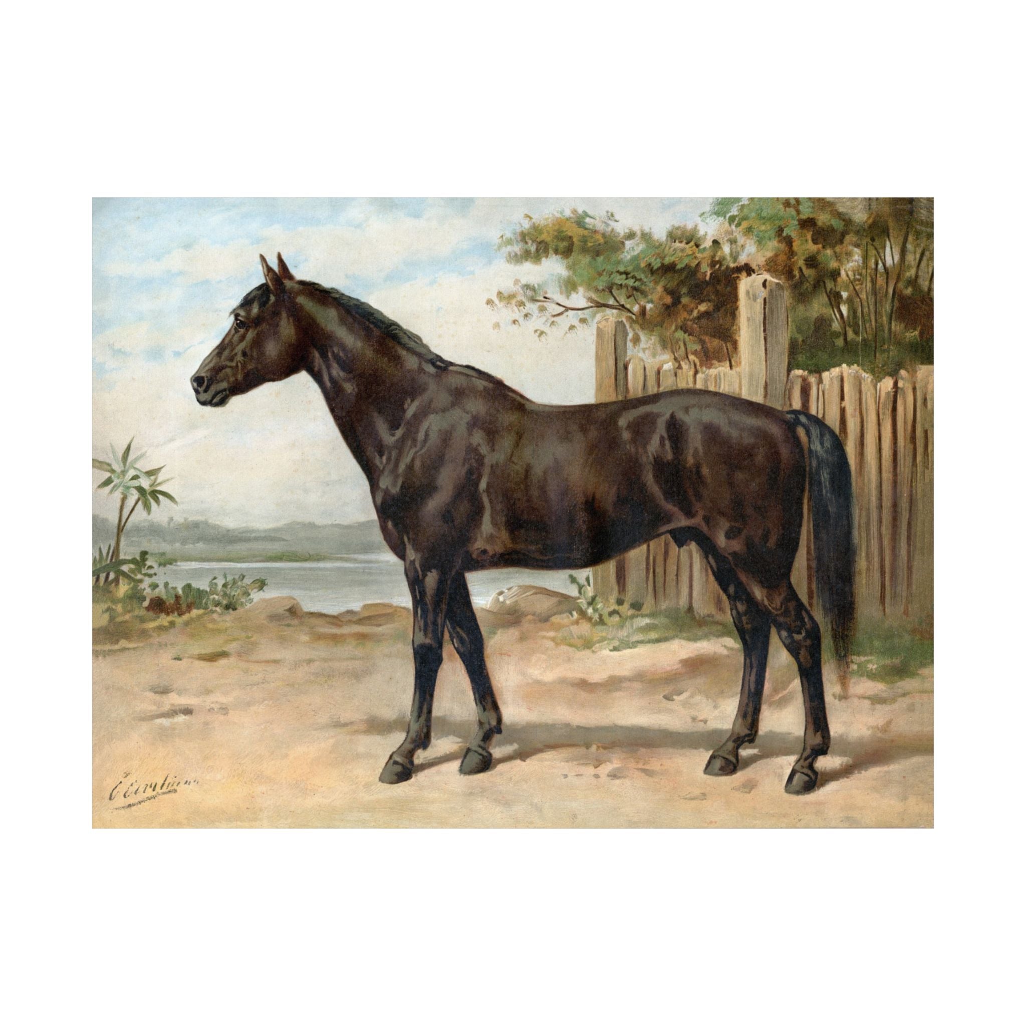 Australian Horse- Eerelman Collection