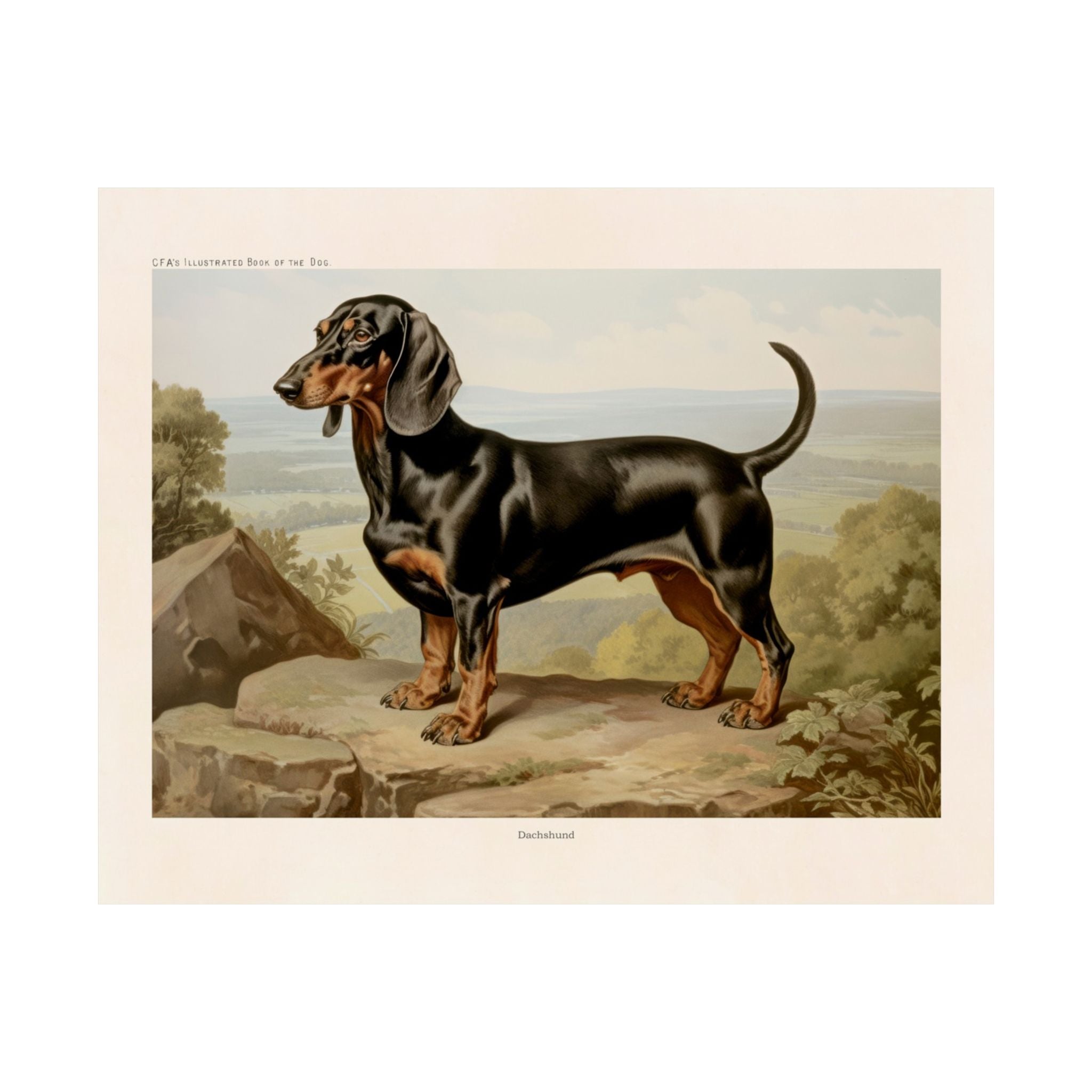 Dachshund 3- CFA Edition