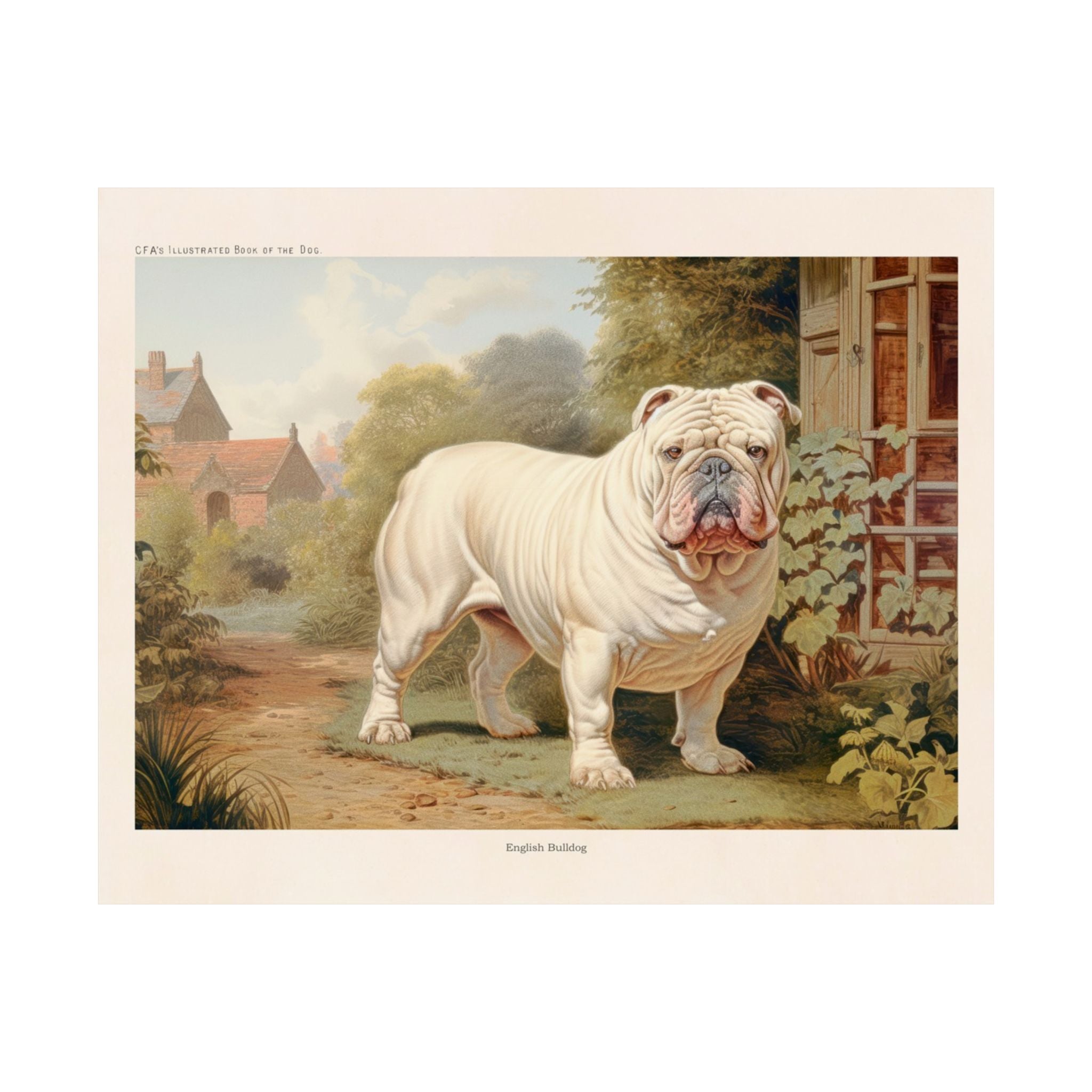 English Bulldog 2- CFA Edition