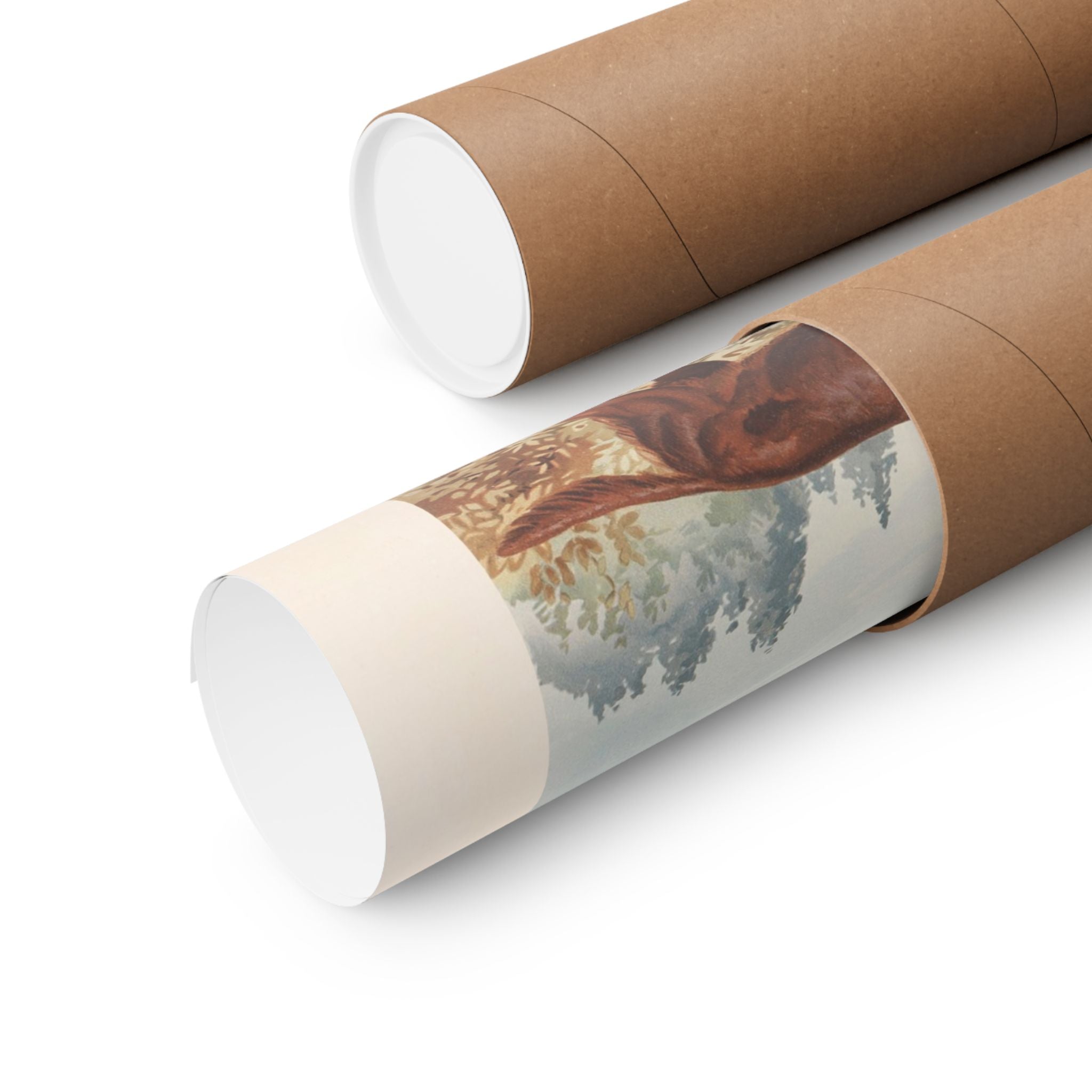 Champion Red Irish Setters- Pope Collection