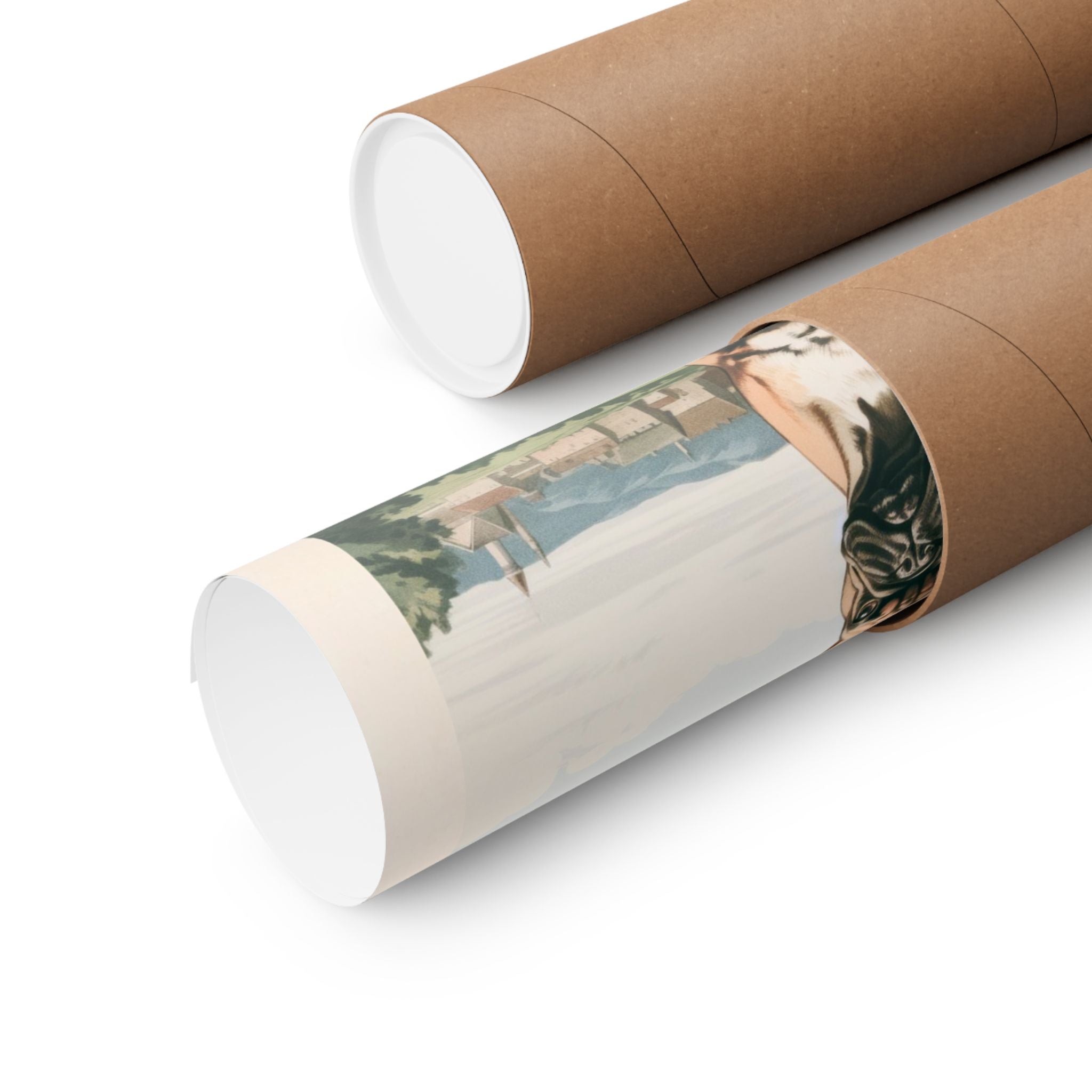 French Bulldog 4- CFA Edition