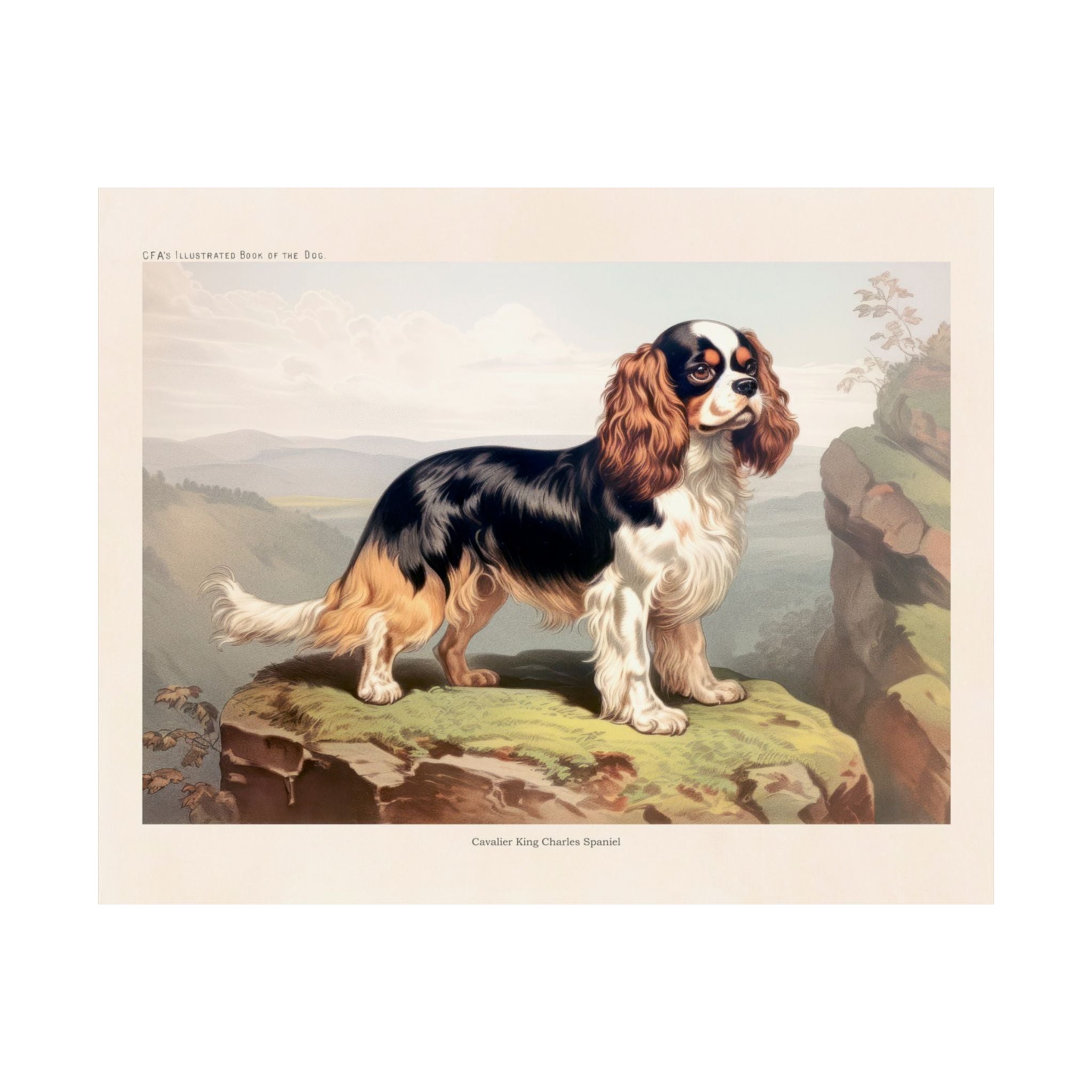 Cavalier King Charles Spaniel 2- CFA Edition