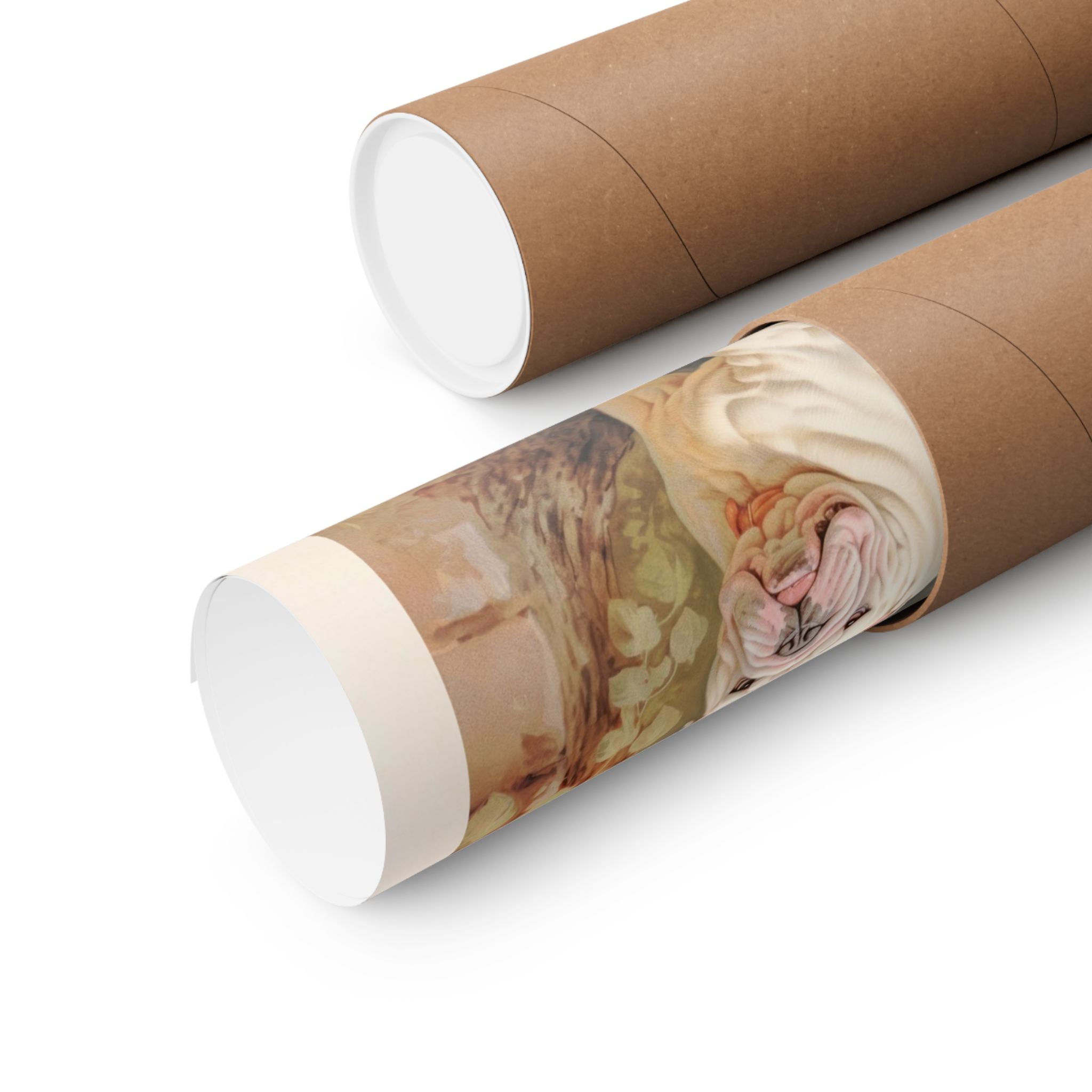 English Bulldog 3- CFA Edition