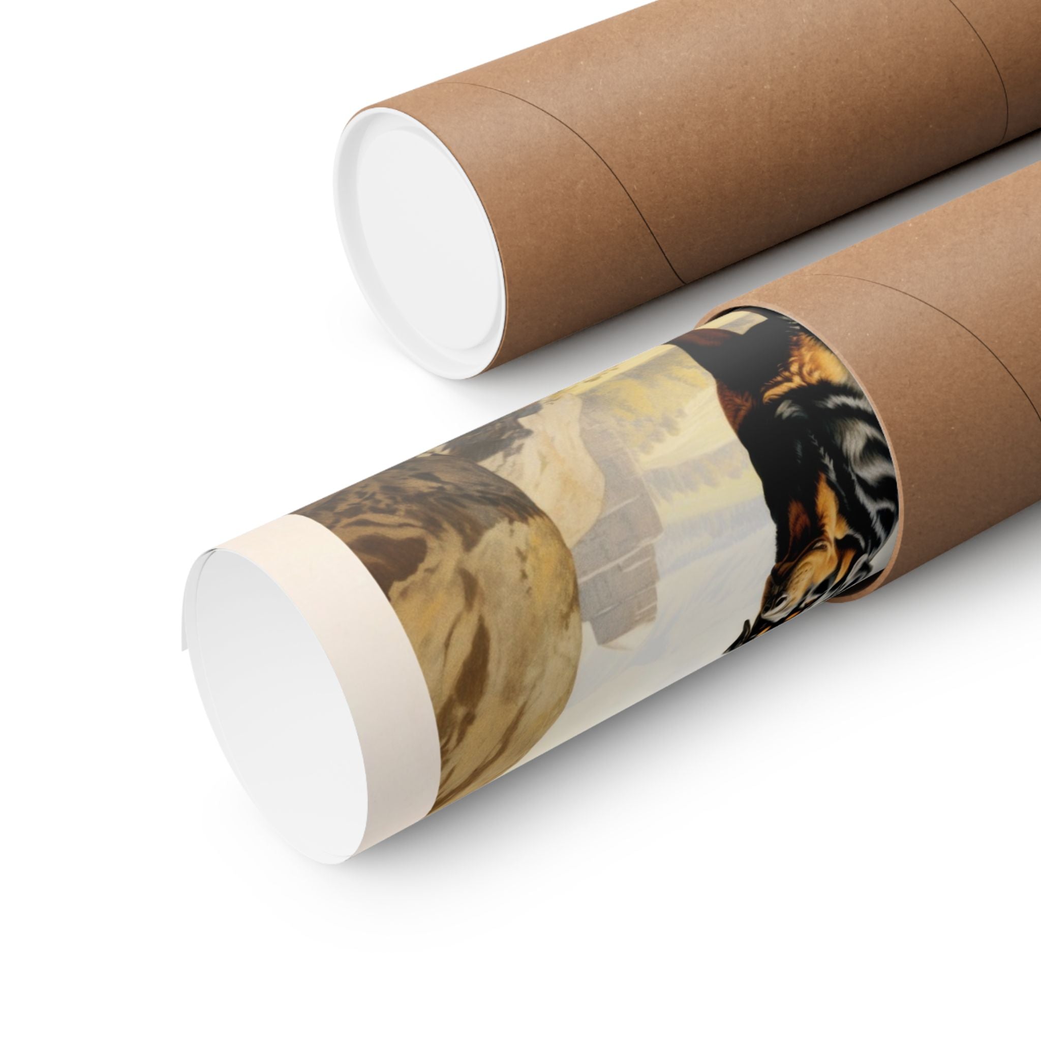 Rottweiler- CFA Edition