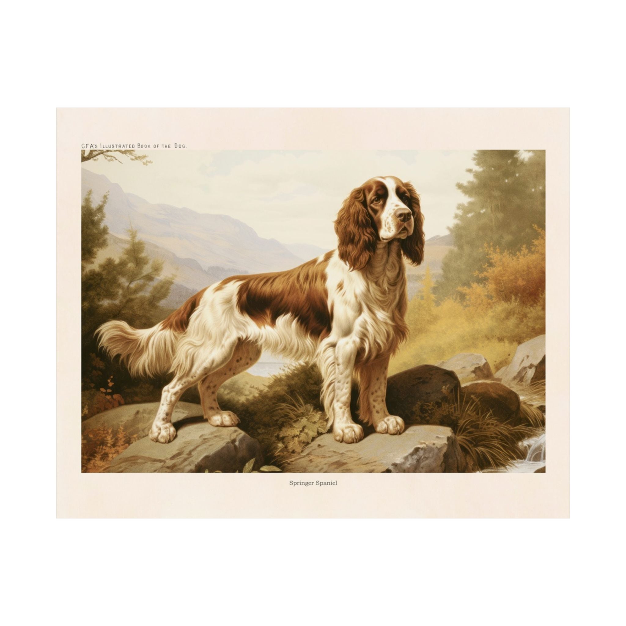 Britany Spaniel 3- CFA Edition