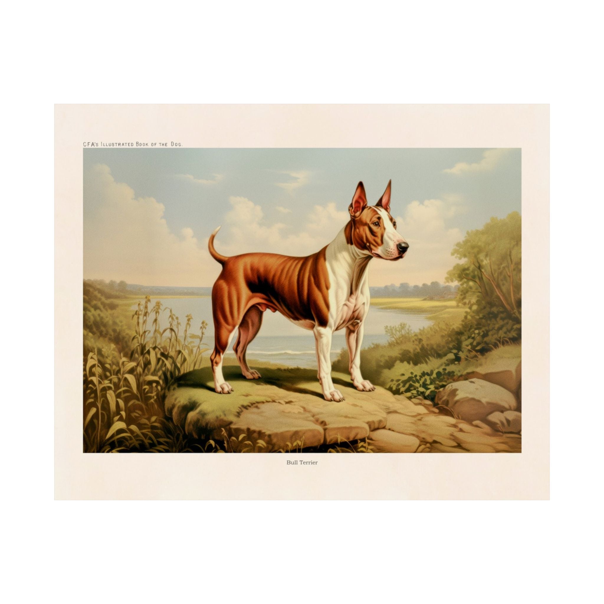 Bull Terrier 1- CFA Edition