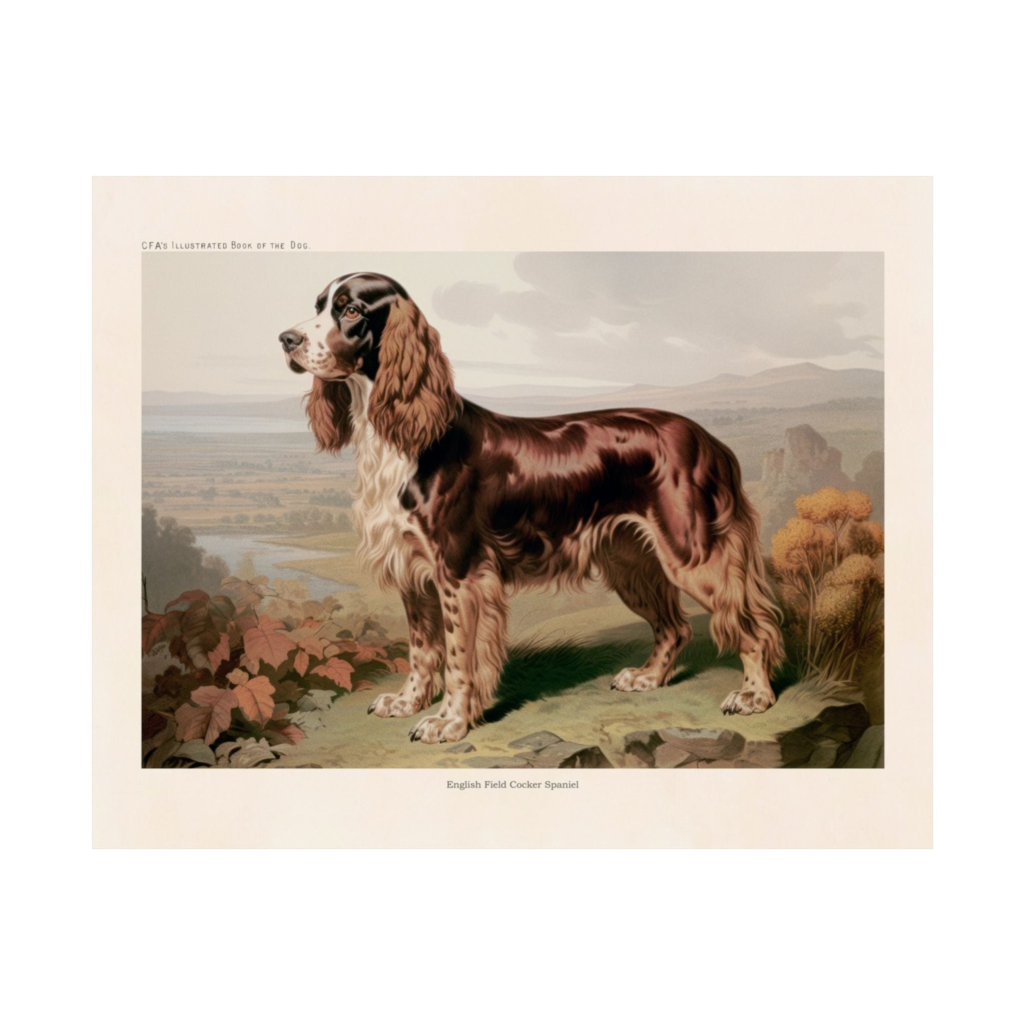 English Cocker Spaniel- CFA Edition