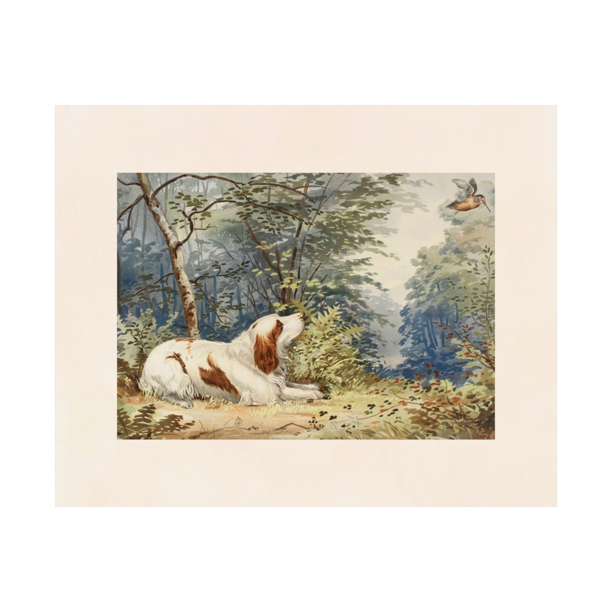 Clumber Spaniel- Pope Collection