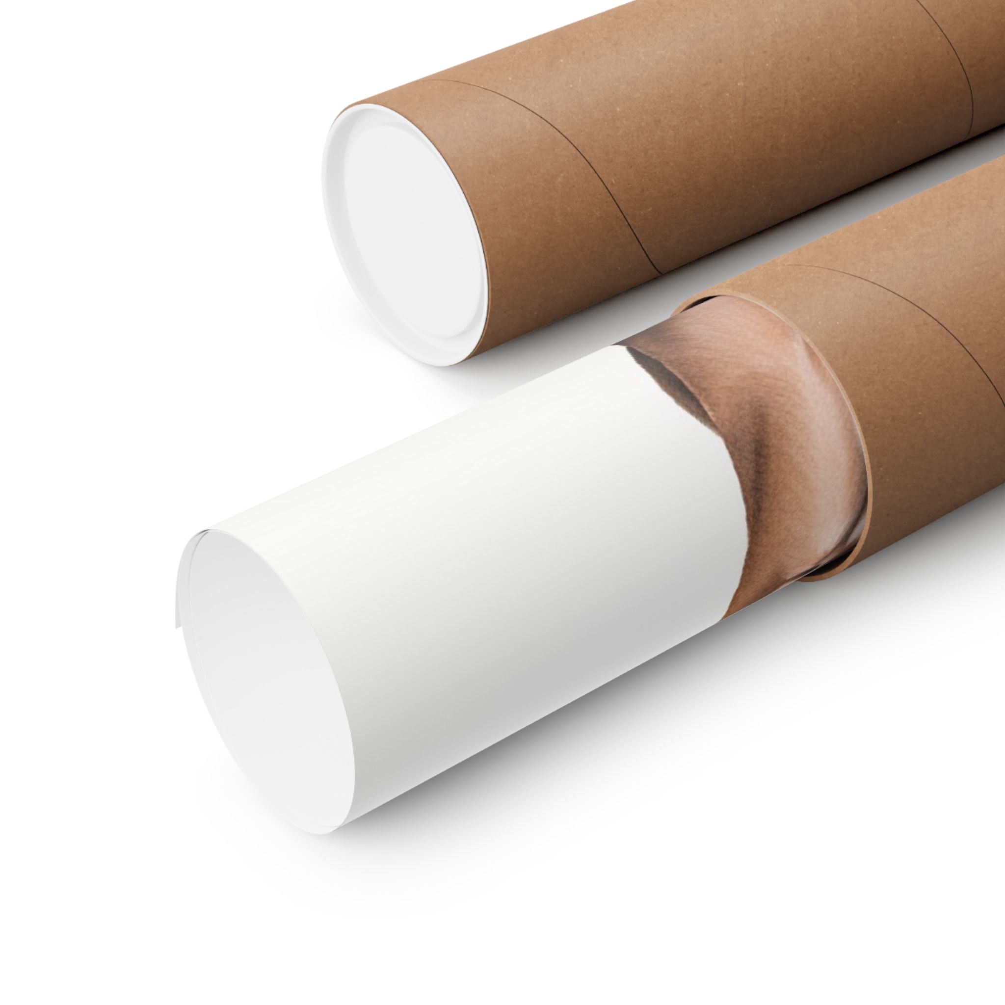 Pit Bull 3- Bow Collection