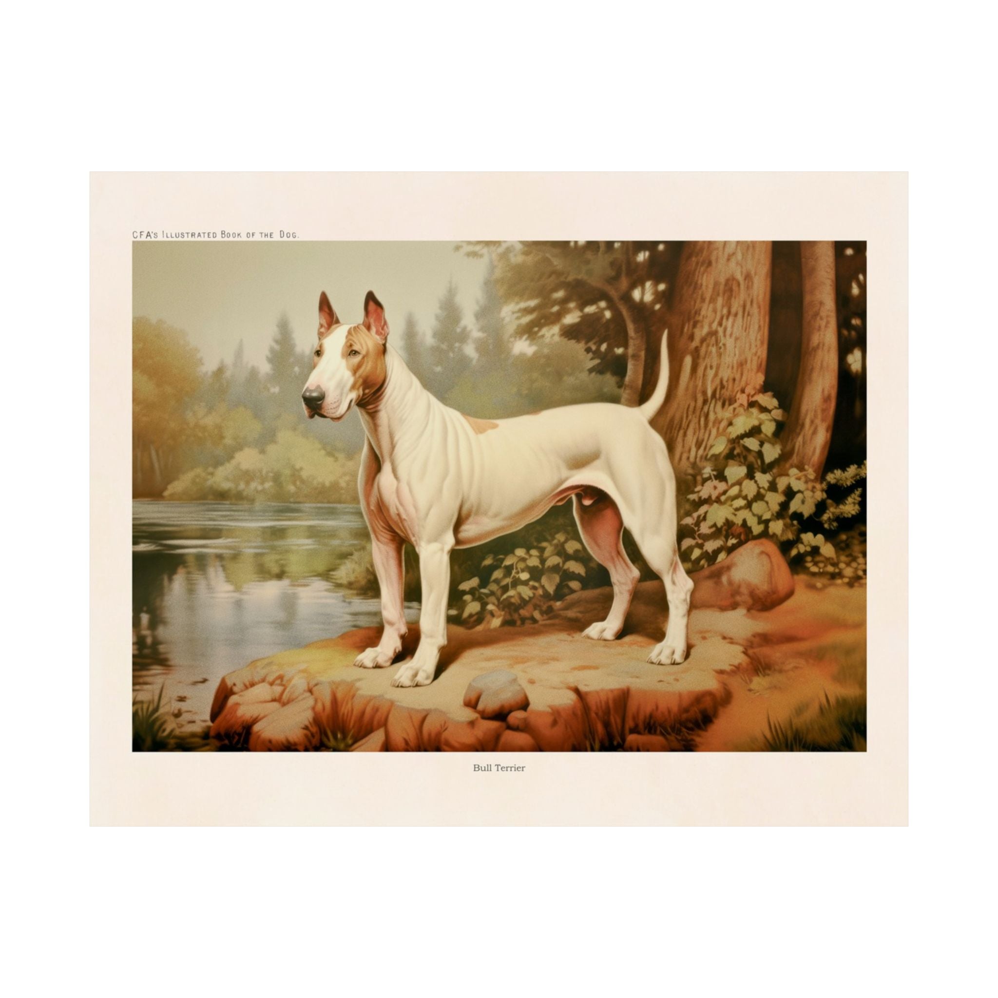 Bull Terrier 3- CFA Edition