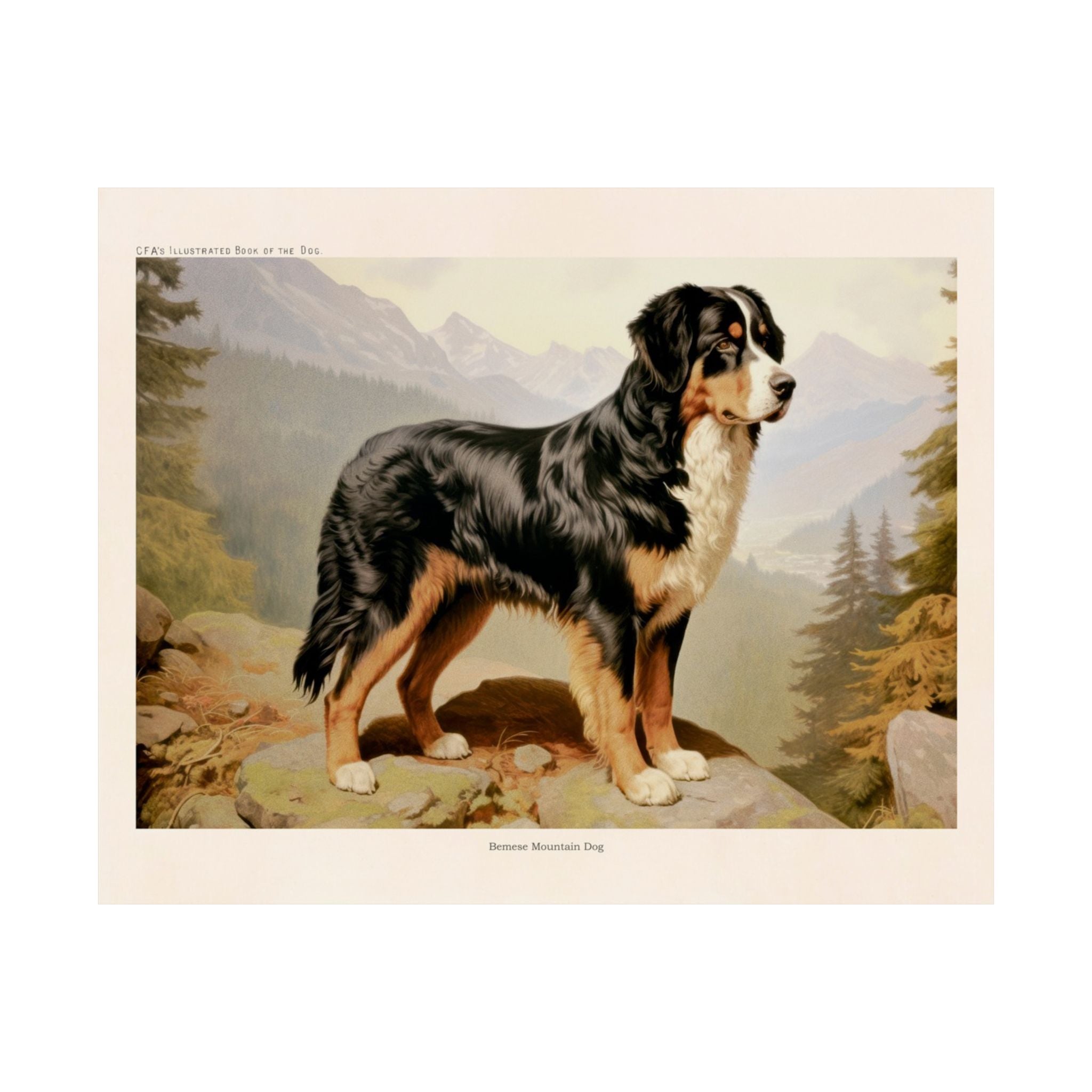 Bernese Mountain Dog- CFA Edition