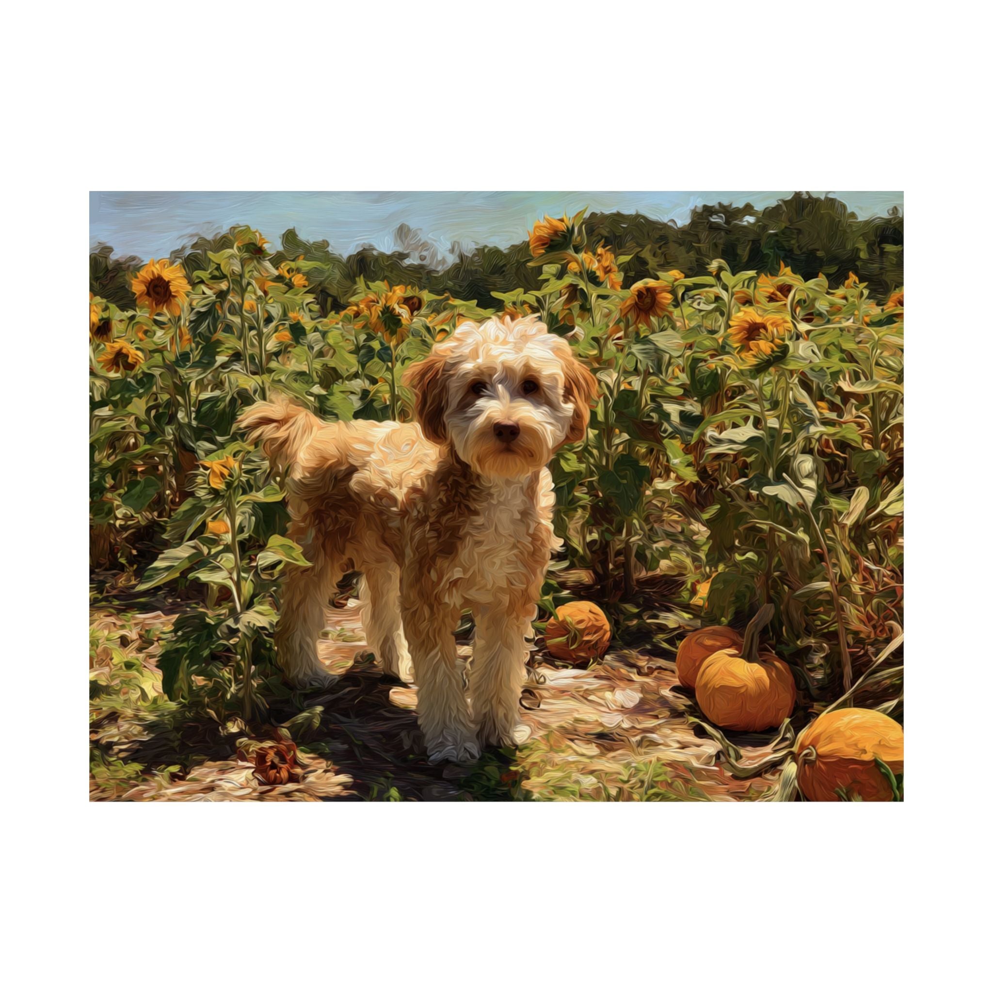 Aussiedoodle 1- Sunflower Season Collection