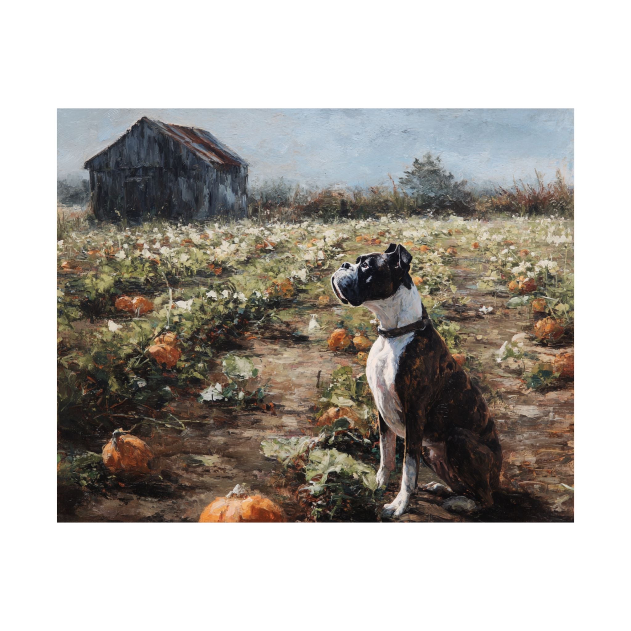 Boxer 4- Pumpkin Patch Collection