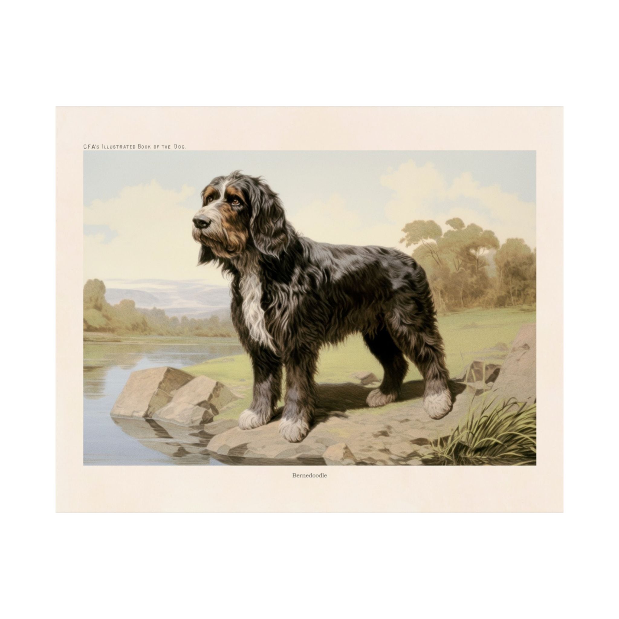 Bernedoodle 1- CFA Edition